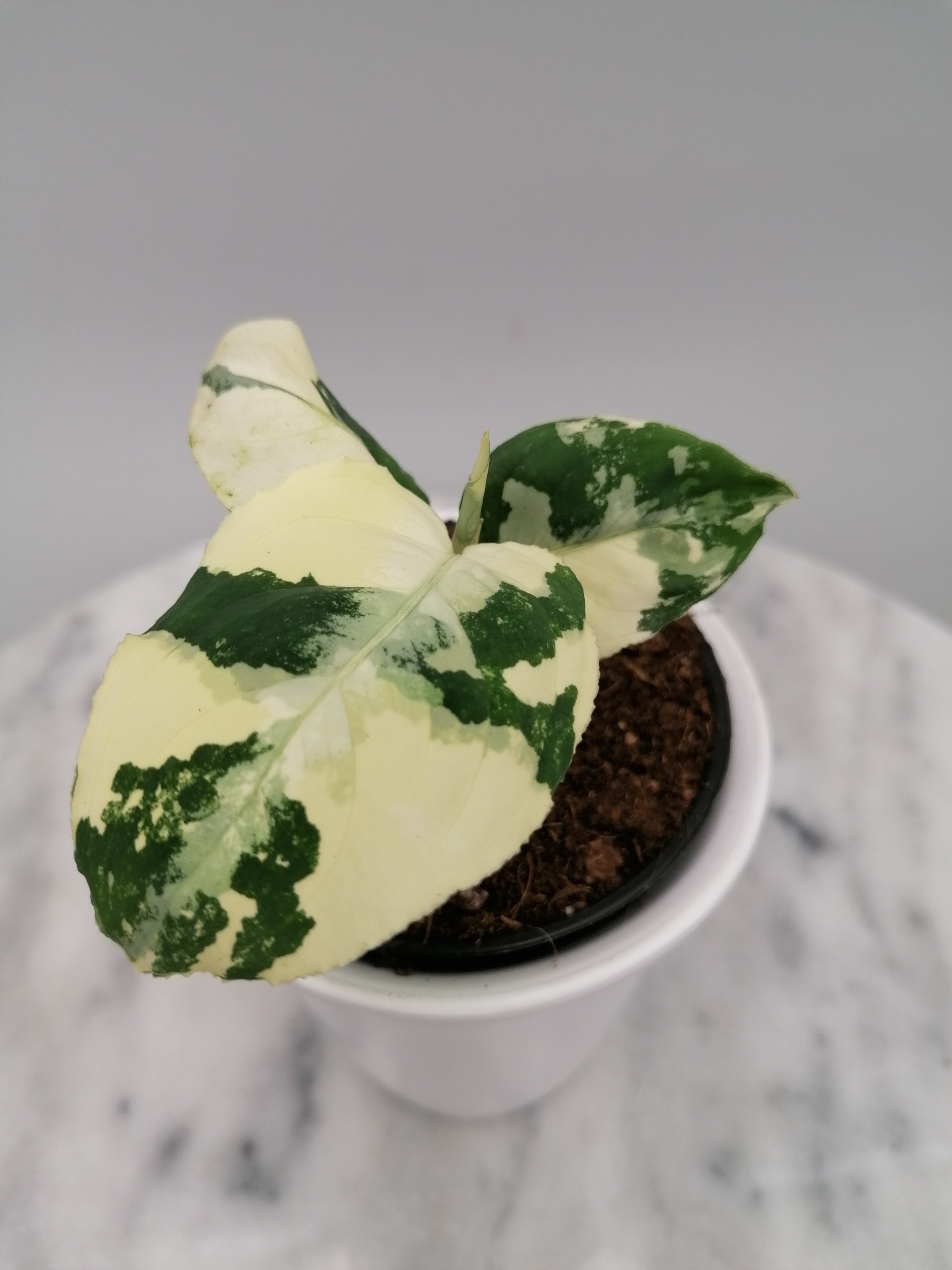 Aglaonema Pictum Tricolor Alba Variegation (Nr 1)