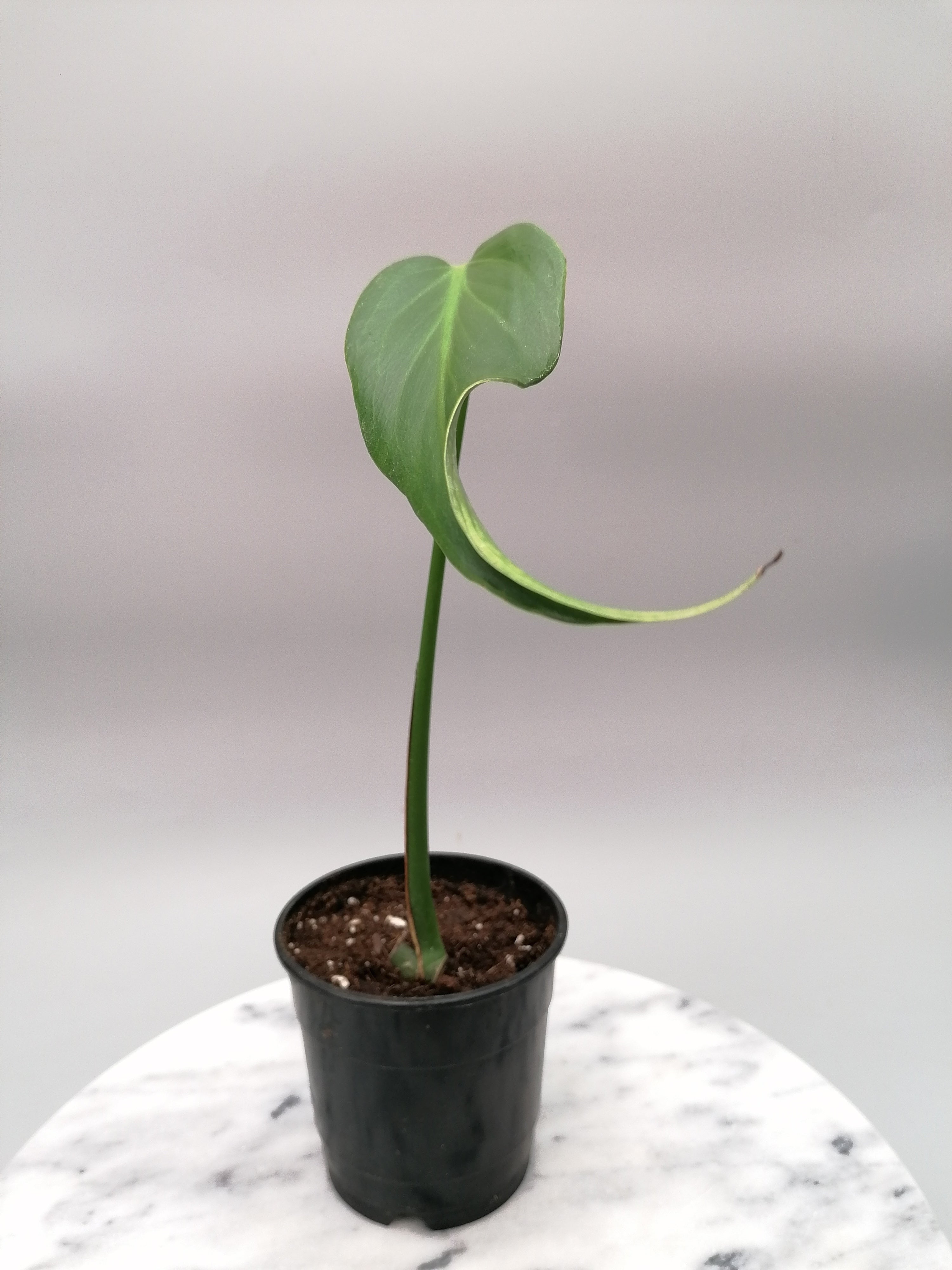 Monstera 'Burle Marx Flame' 1 Leaf (Cutting)