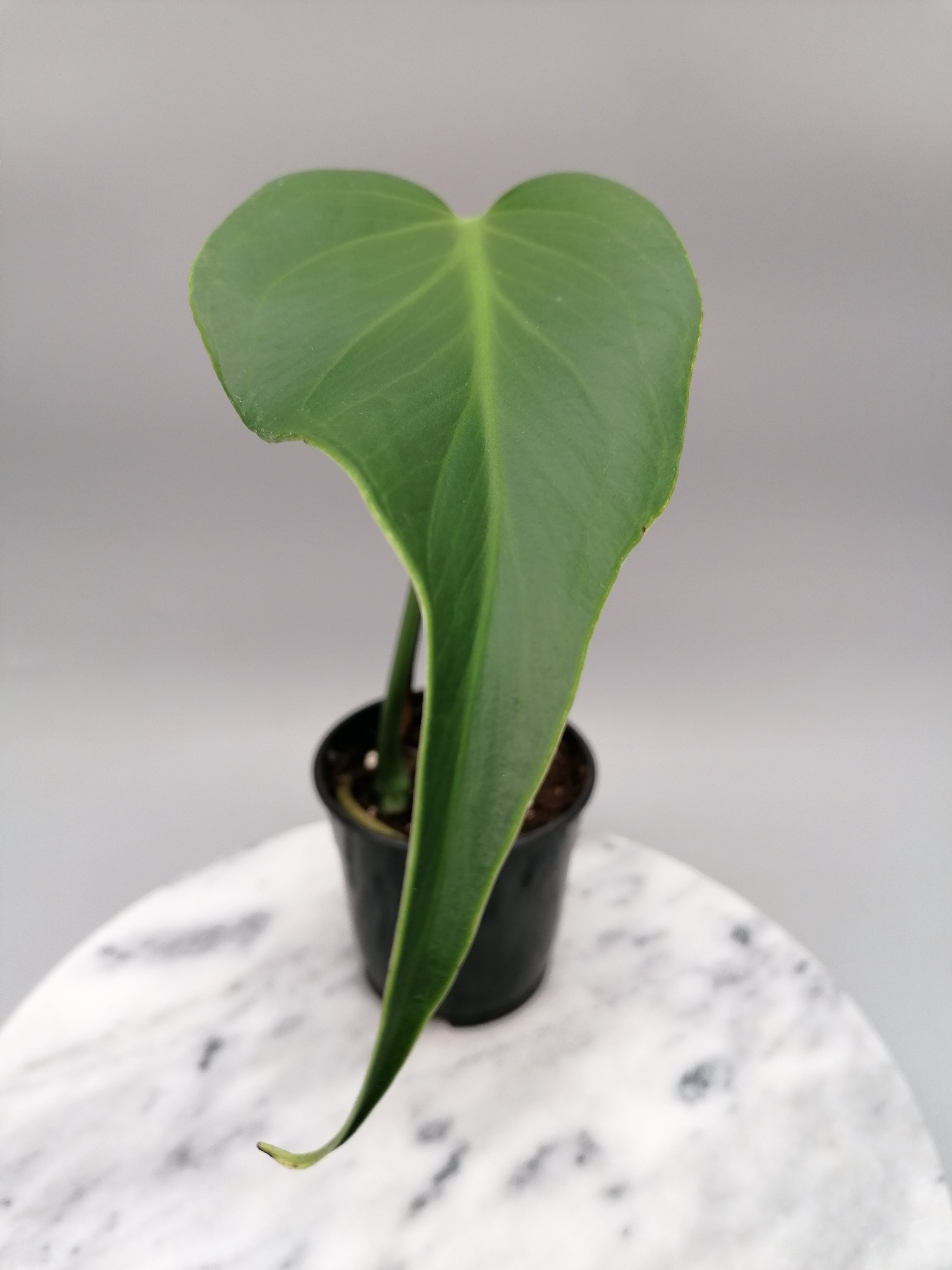 Monstera 'Burle Marx Flame' 1 Leaf (Cutting)