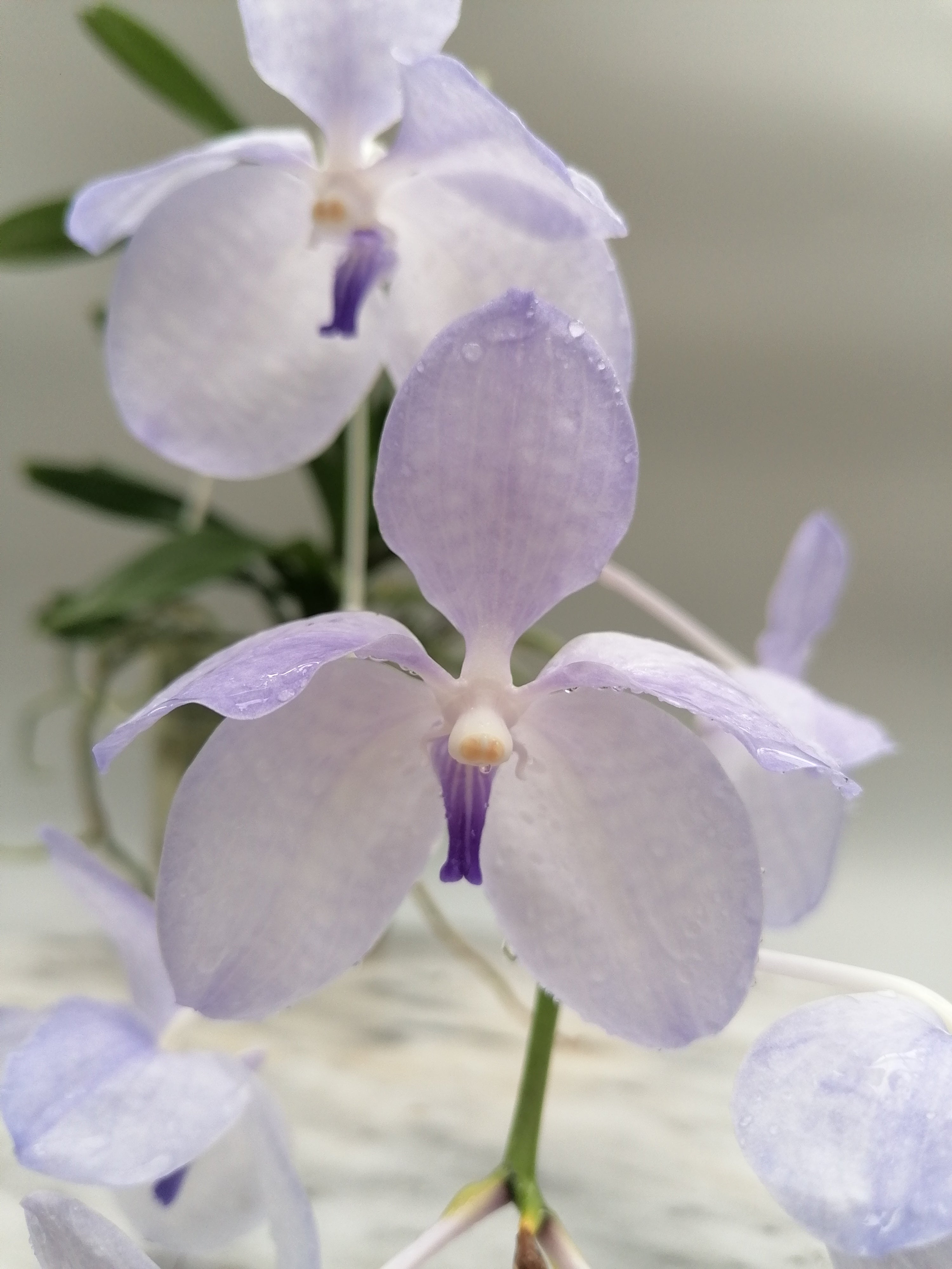 Vanda coerulea "Semi Alba"