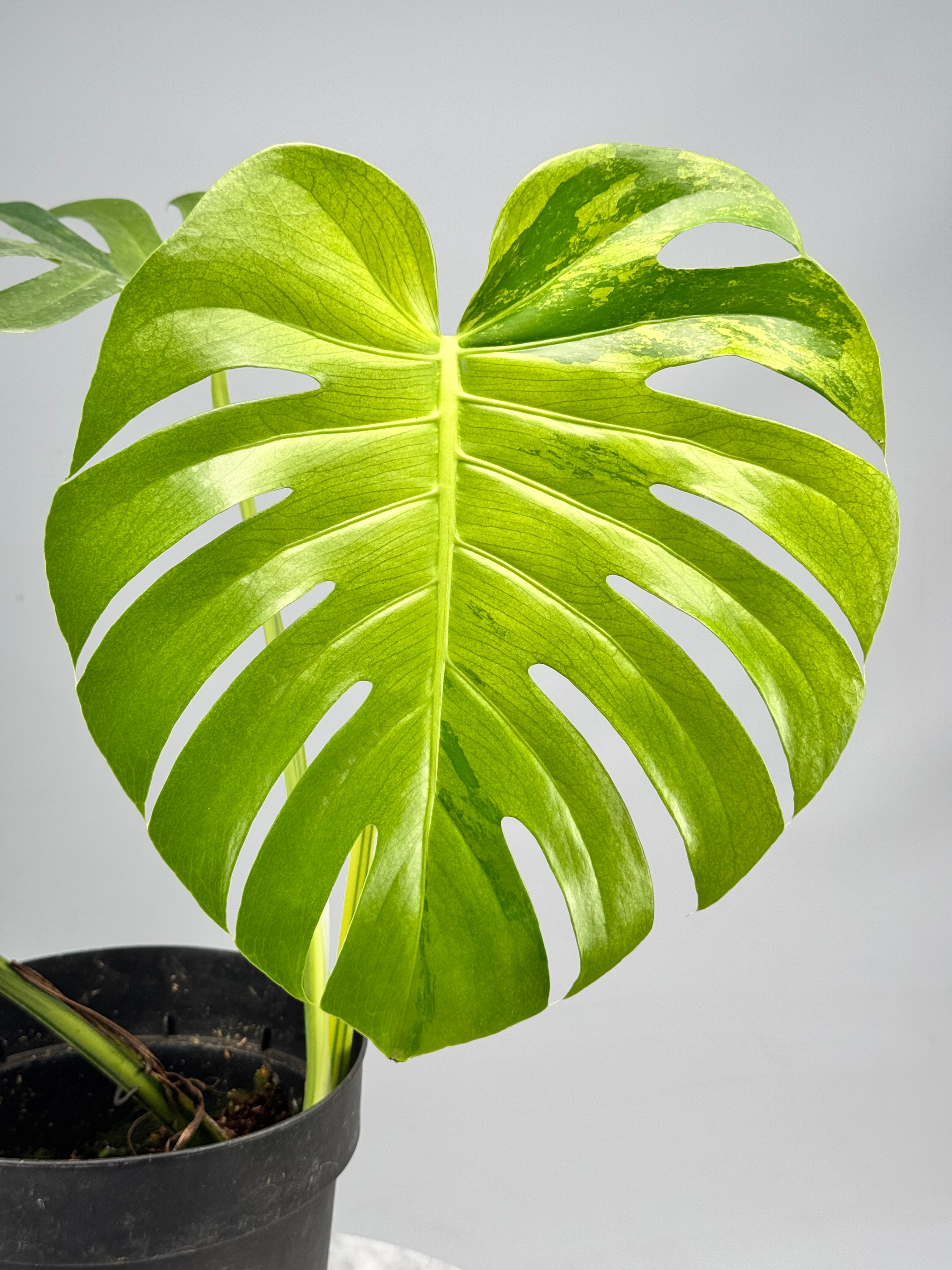 Monstera Ocean Mint "Almost Full Moon" nr 2