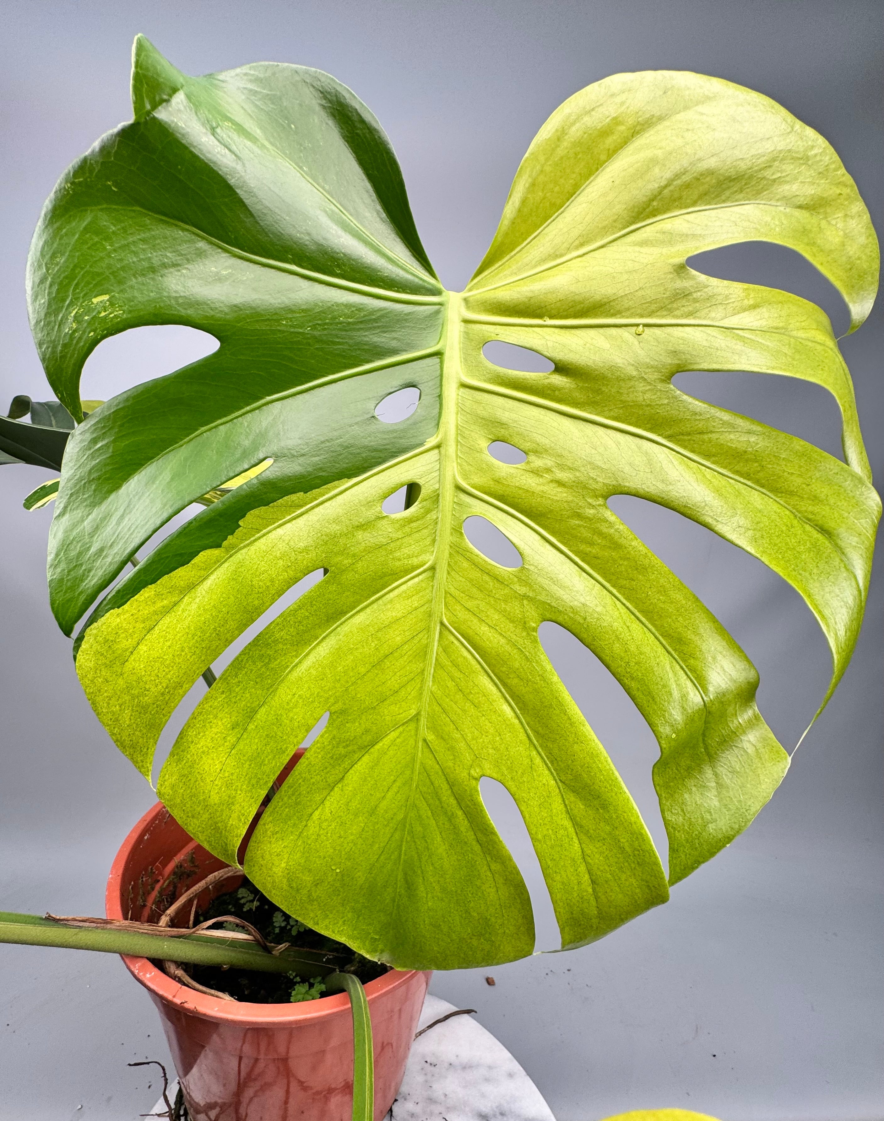 Monstera Ocean Mint "Almost Full Moon"XL nr 1