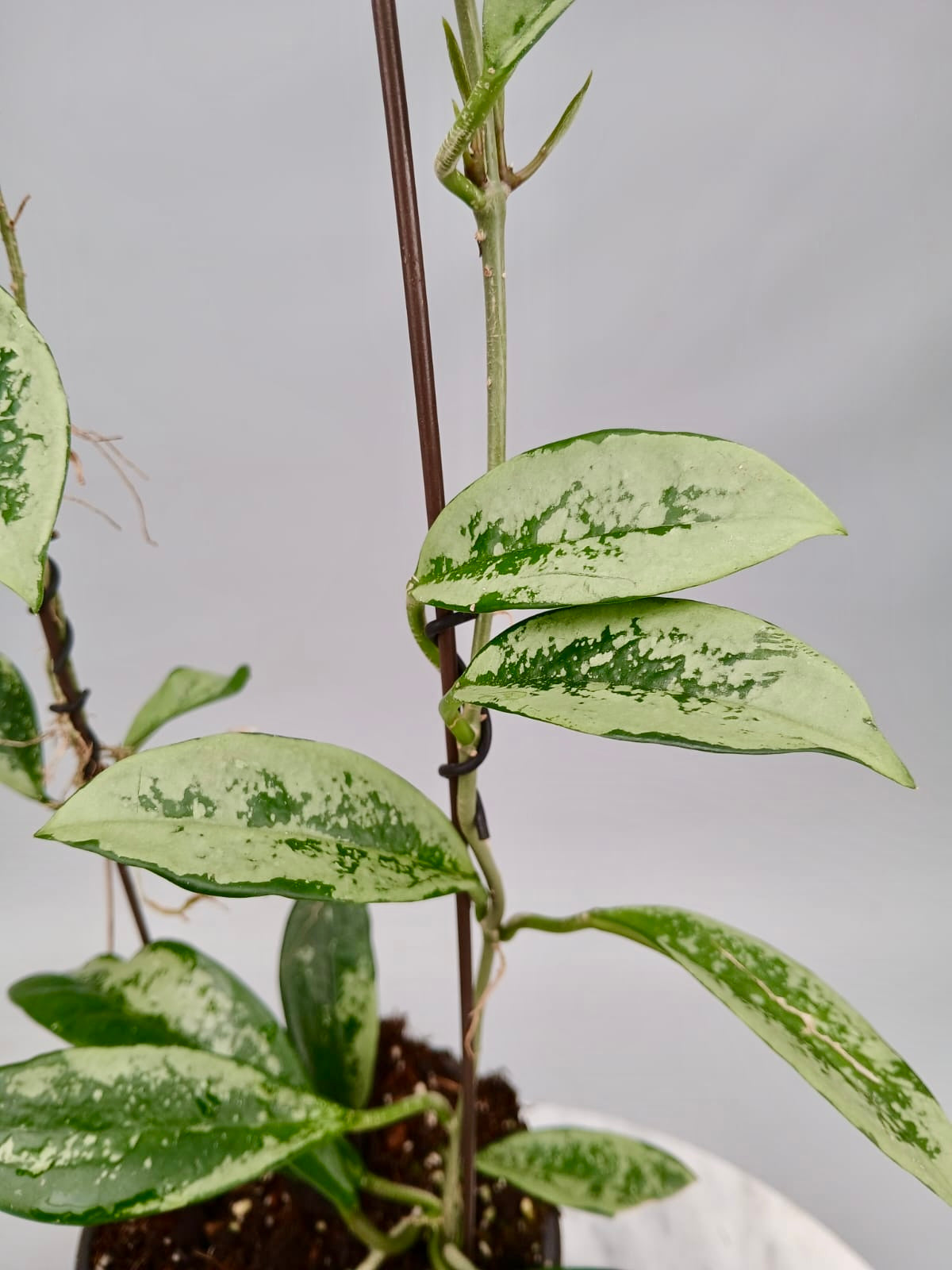 Hoya Silver Moon (Big Plant)