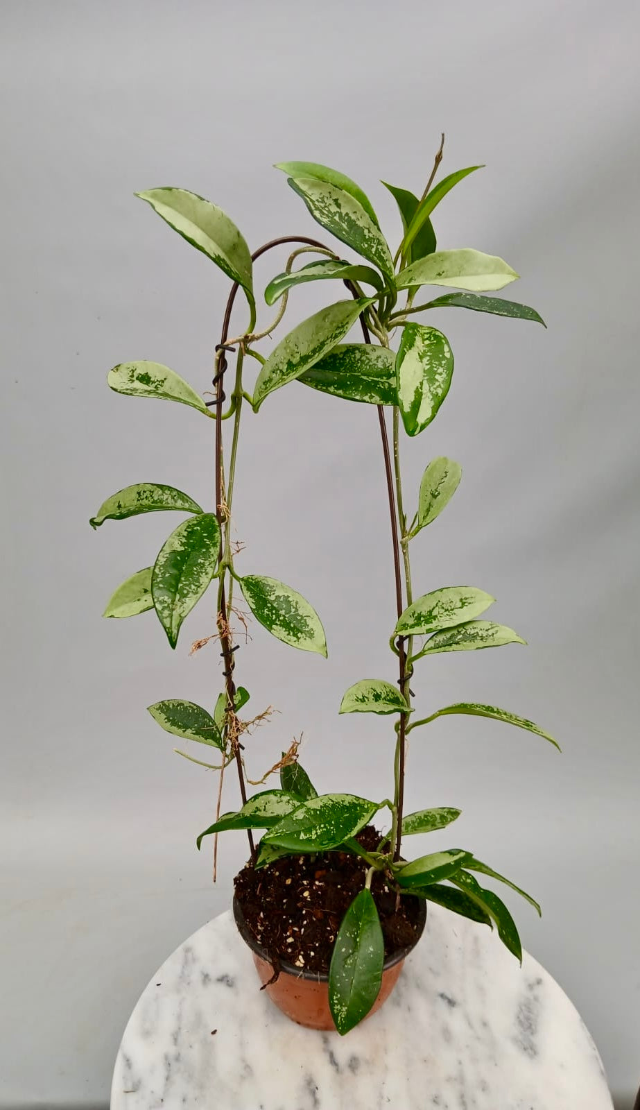 Hoya Silver Moon (Big Plant)