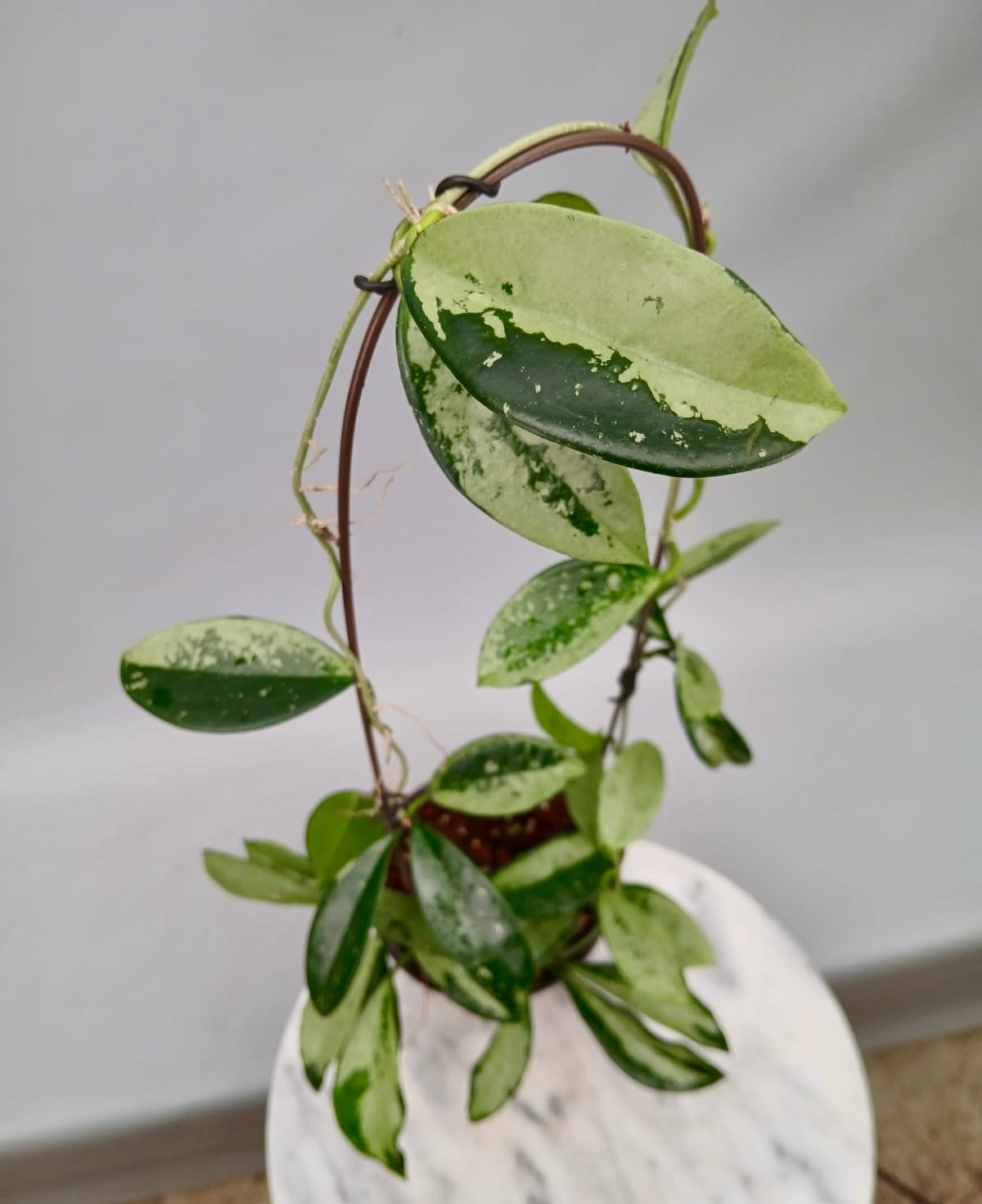 Hoya Silver Moon (Big Plant)