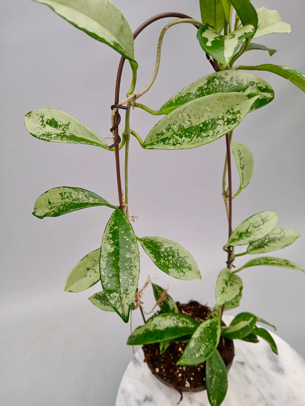 Hoya Silver Moon (Big Plant)