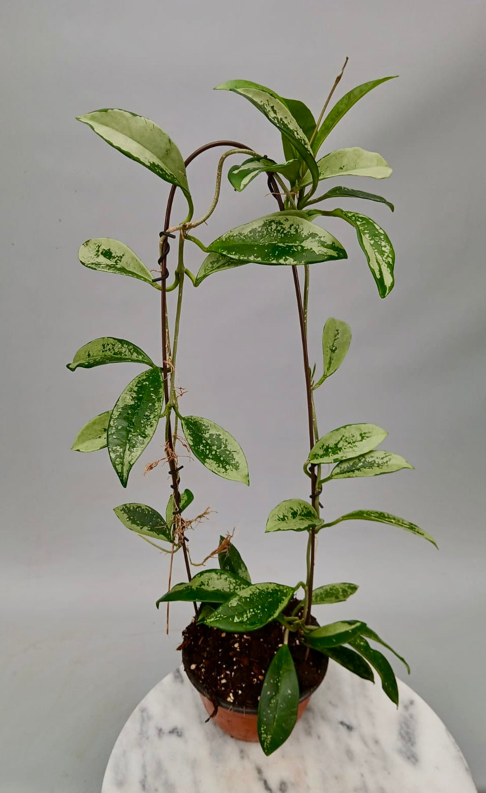 Hoya Silver Moon (Big Plant)