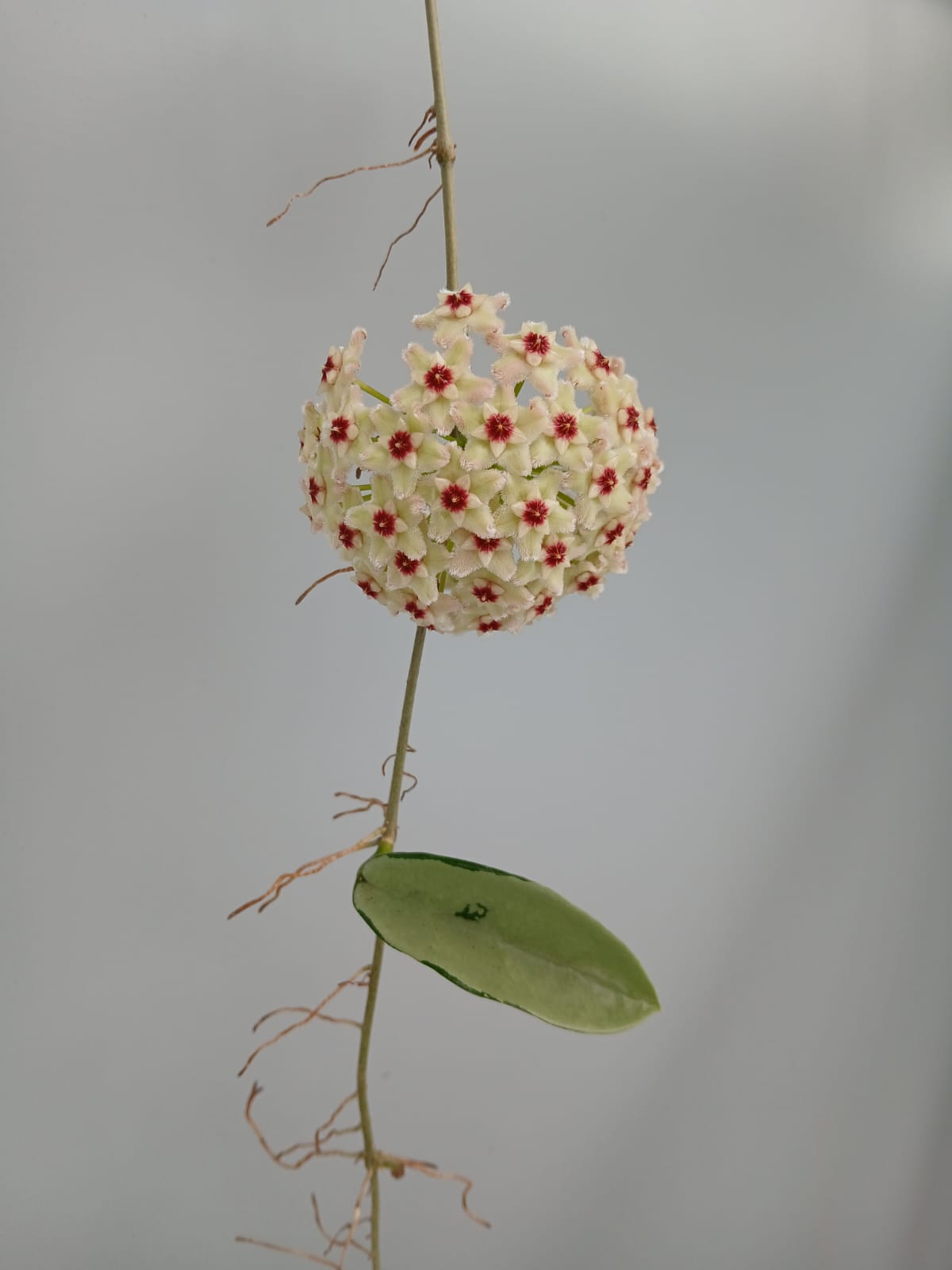 Hoya Silver Moon (Big Plant)