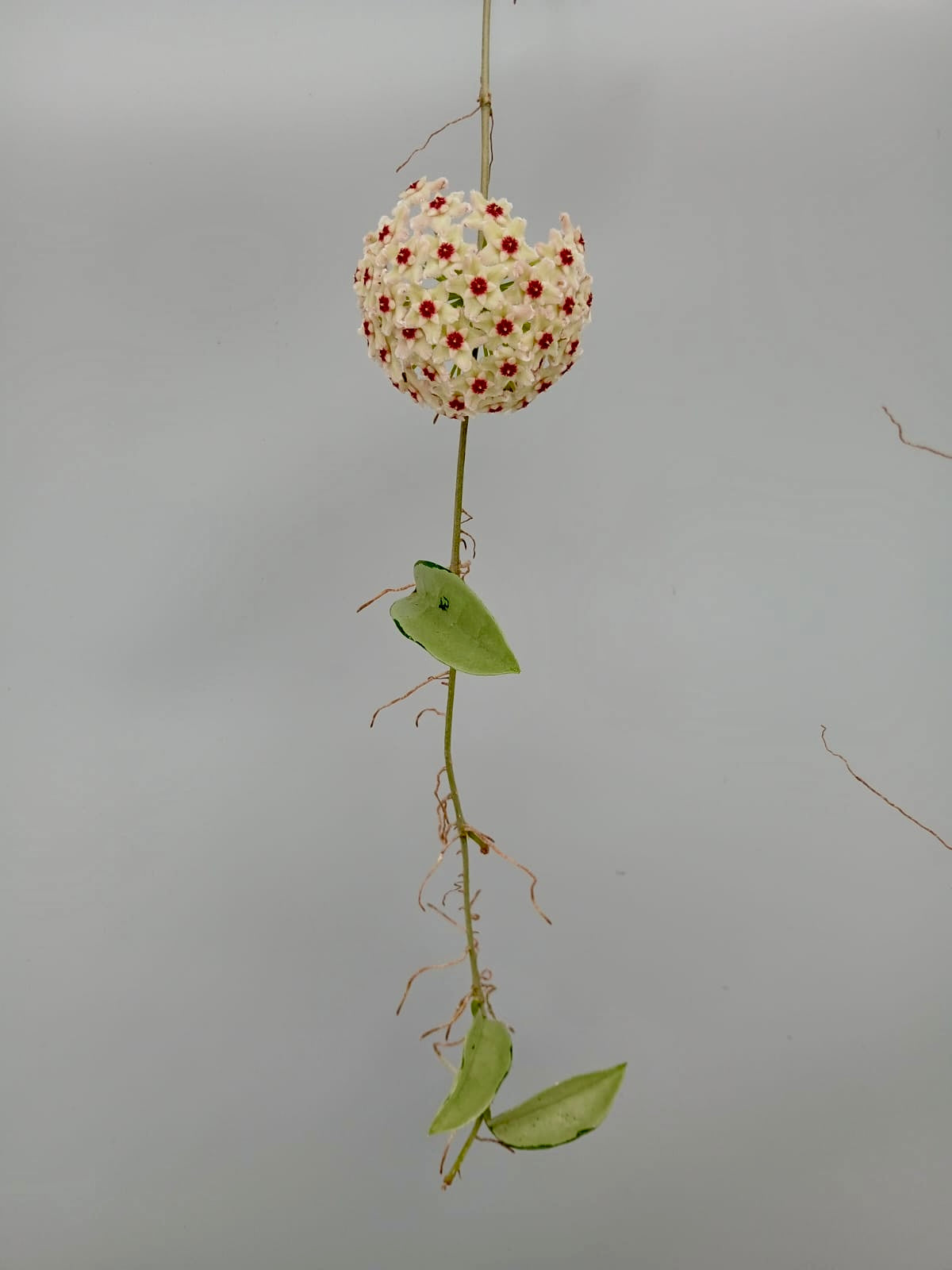 Hoya Silver Moon (Big Plant)