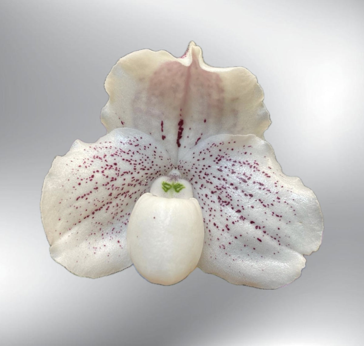 Paphiopedilum QF Winona (leucochilum × niveum)