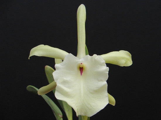 Rhynchostylis glauca 'Pale Jade' AM/AOS Bc. Daffodil 'King Tut' (35-60 baby plants)