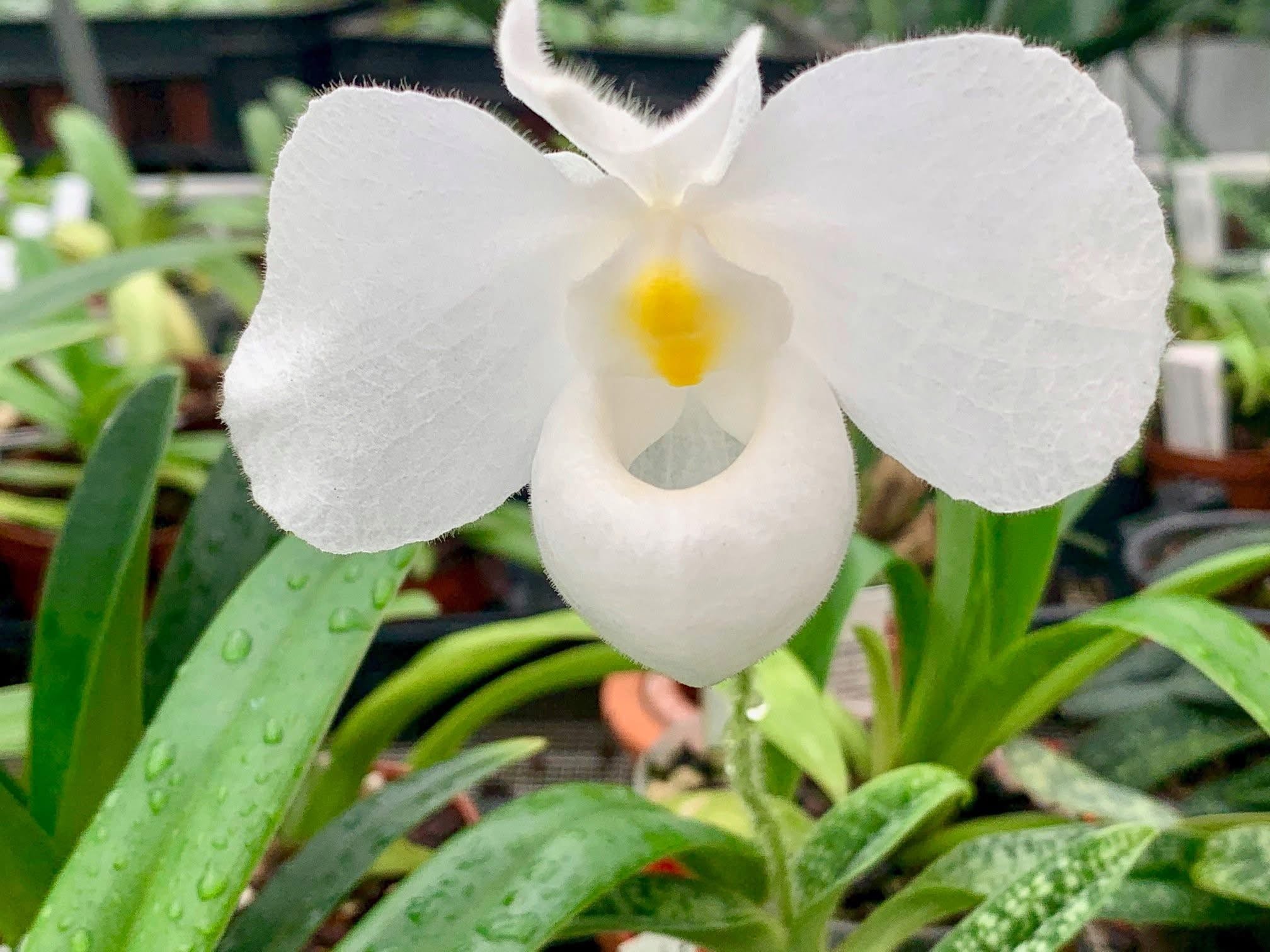 Paphiopedilum delenatii albo