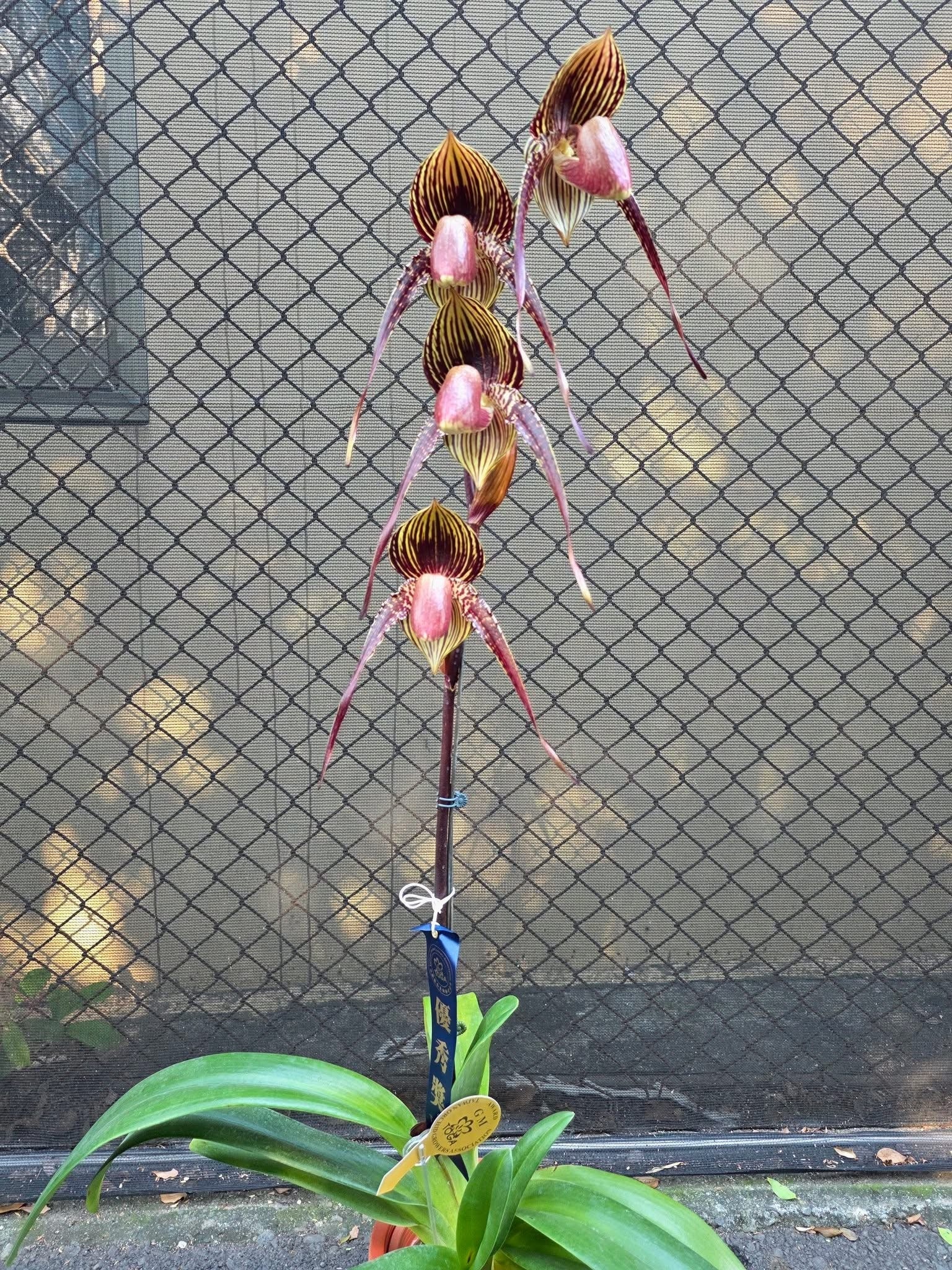 Paphiopedilum Wössner Black Wings 'Powderpuff' AM/AOS