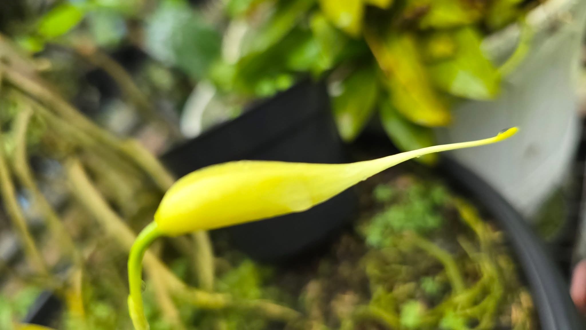Bulbophyllum blumei var alba