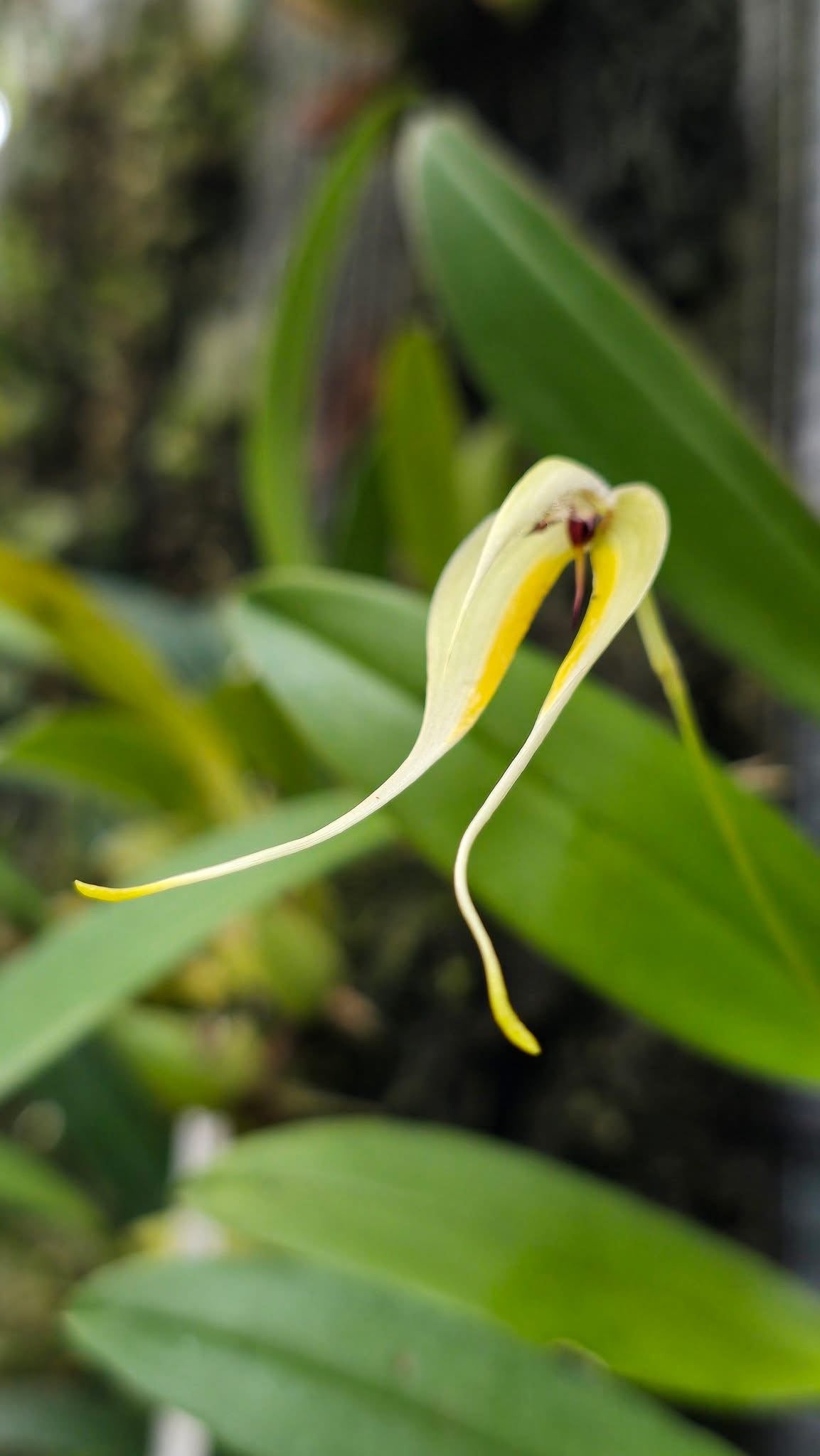 Bulbophyllum blumei var alba