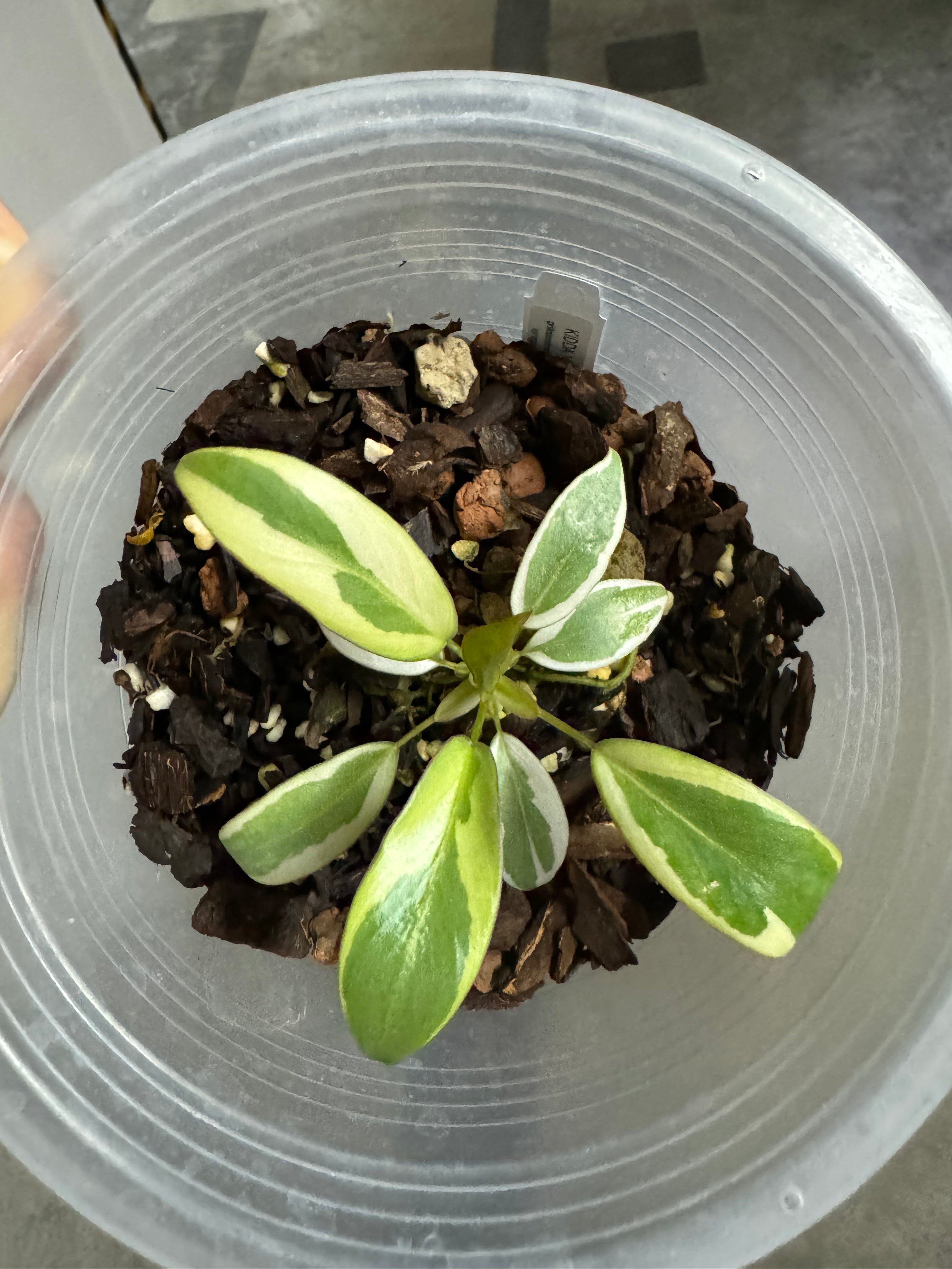 Philodendron atabapoense variegata albo