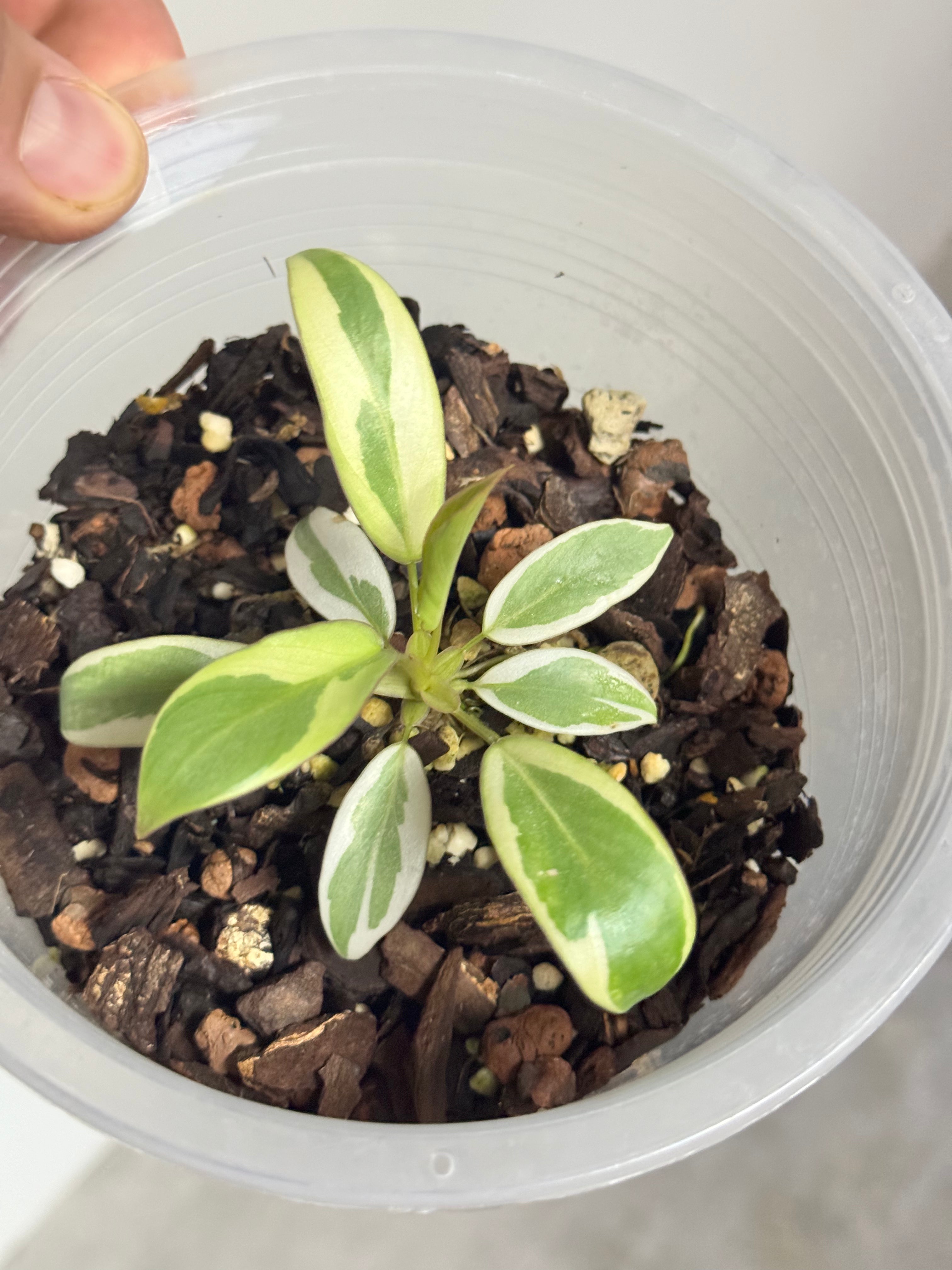 Philodendron atabapoense variegata albo