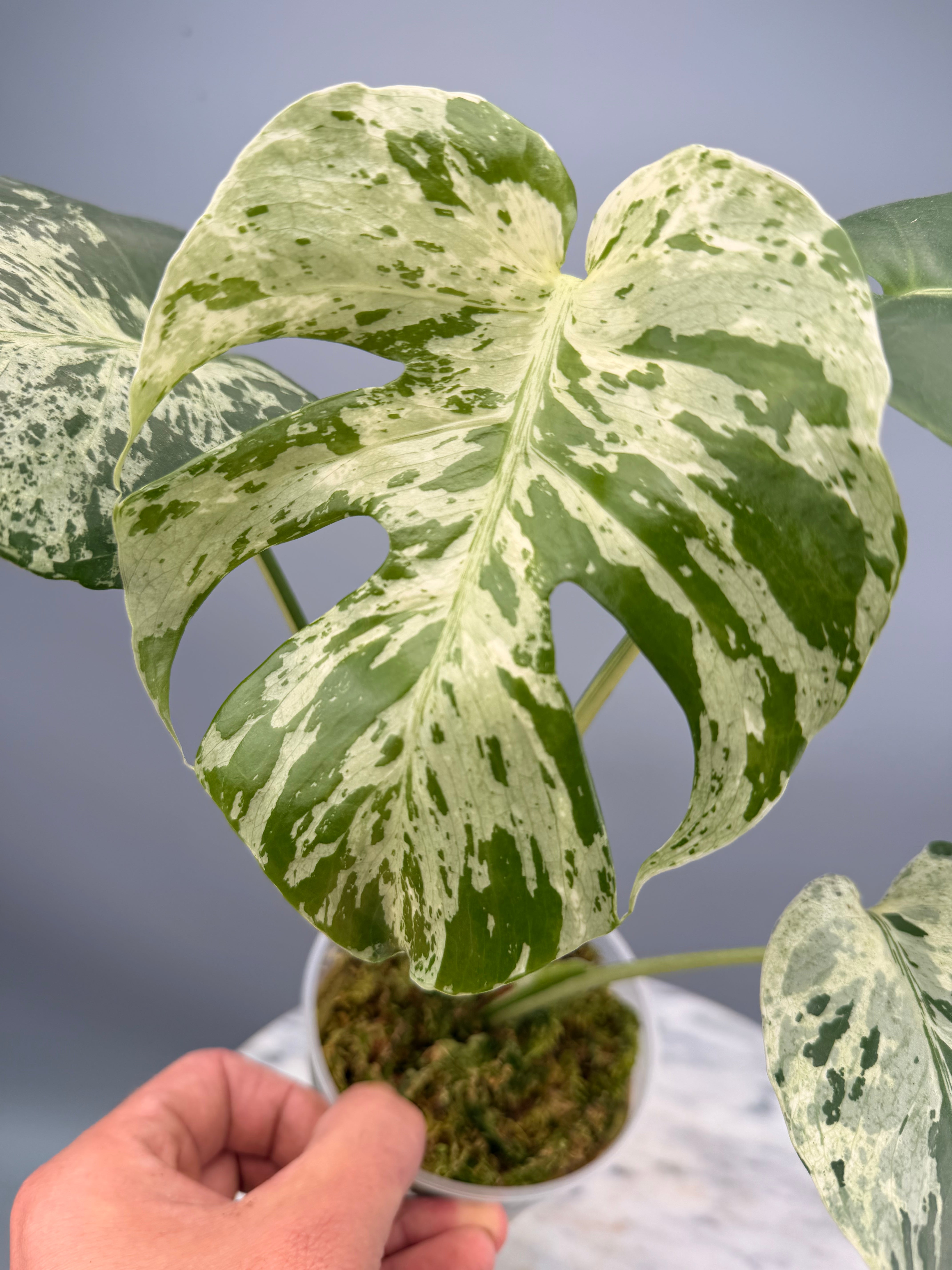 ＊モンステラ＊バルバソー＊Monstera Bulbasaur＊ Monstera bulbasaur