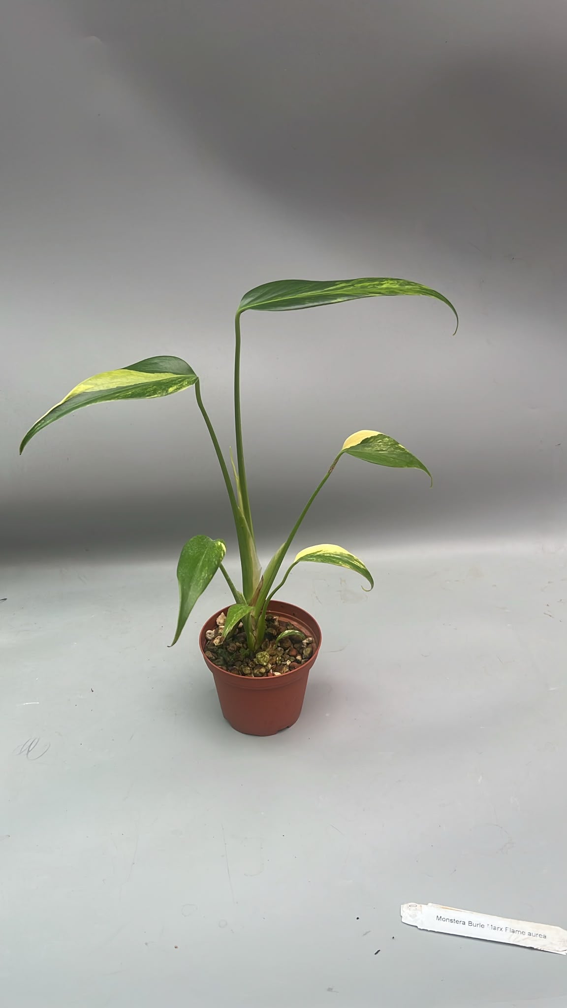 Monstera 'Burle Marx Flame' variegata Aurea (6 leaves)