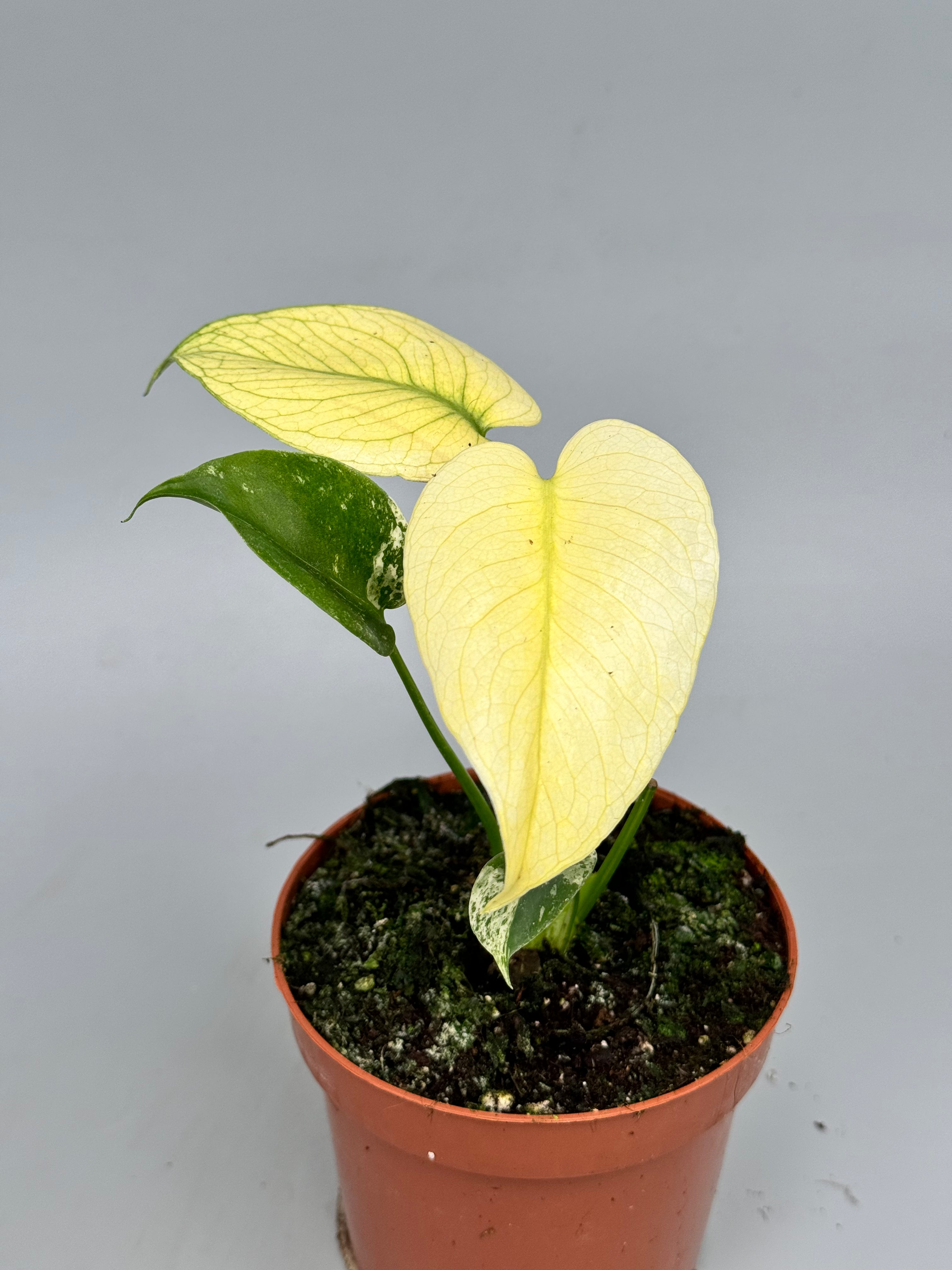 monstera plante Monstera deliciosa mint