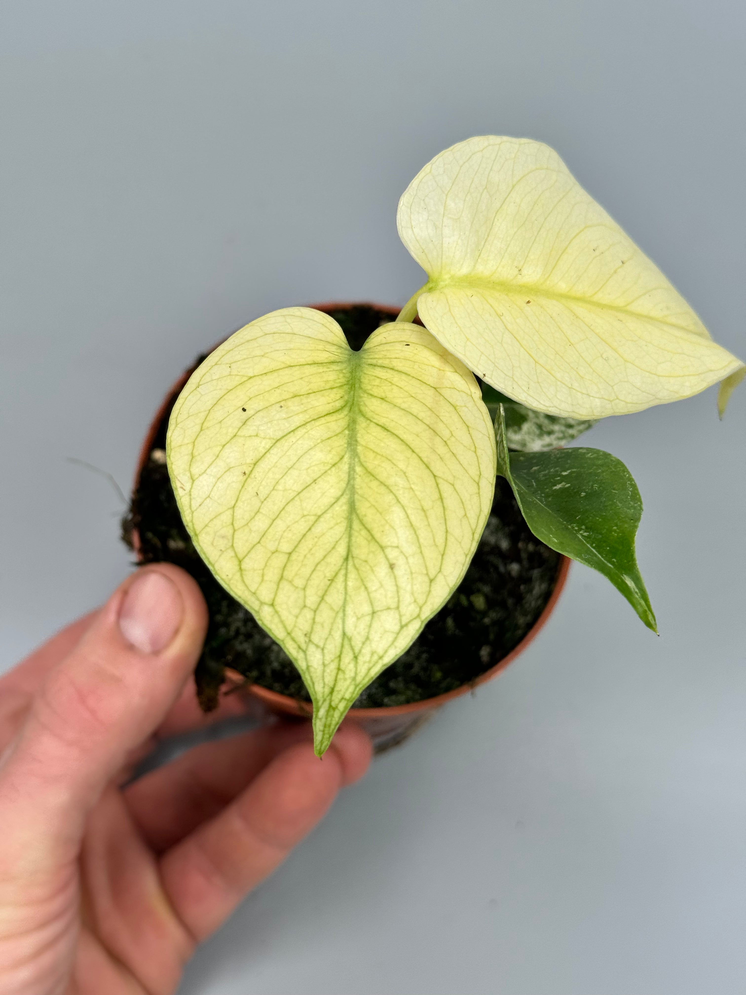 Monstera deliciosa mint