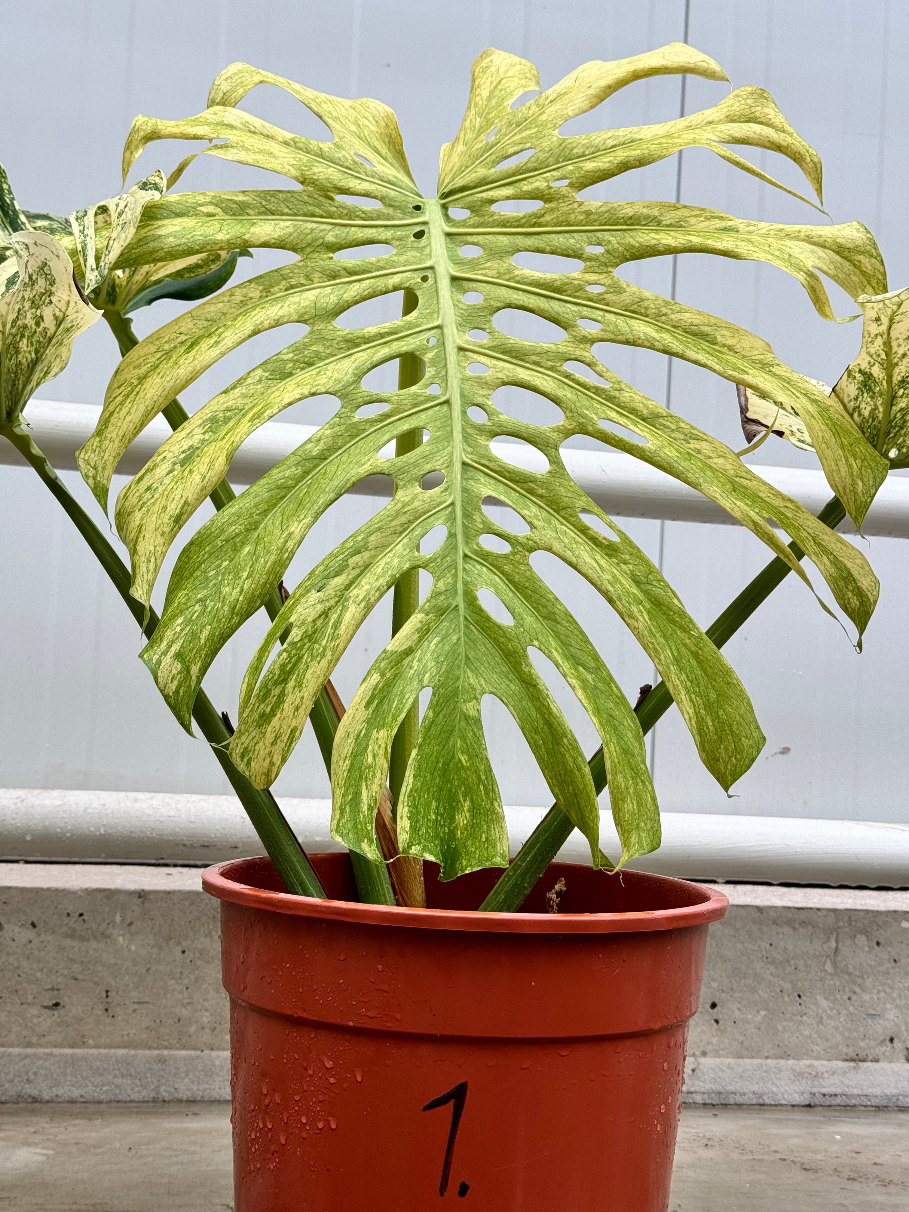 Monstera Full Mint deliciosa borsigiana Variegata "Big Plant"