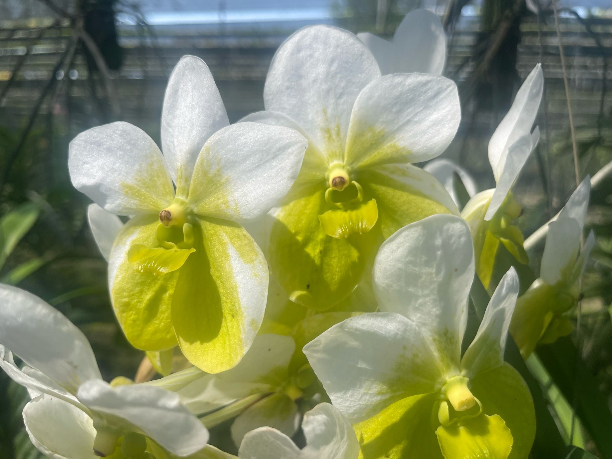 Vanda sanderiana var. alba