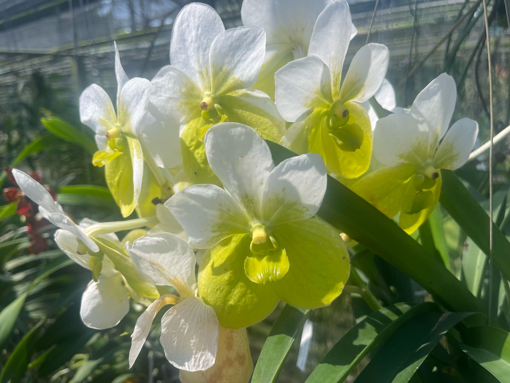 Vanda sanderiana var. alba