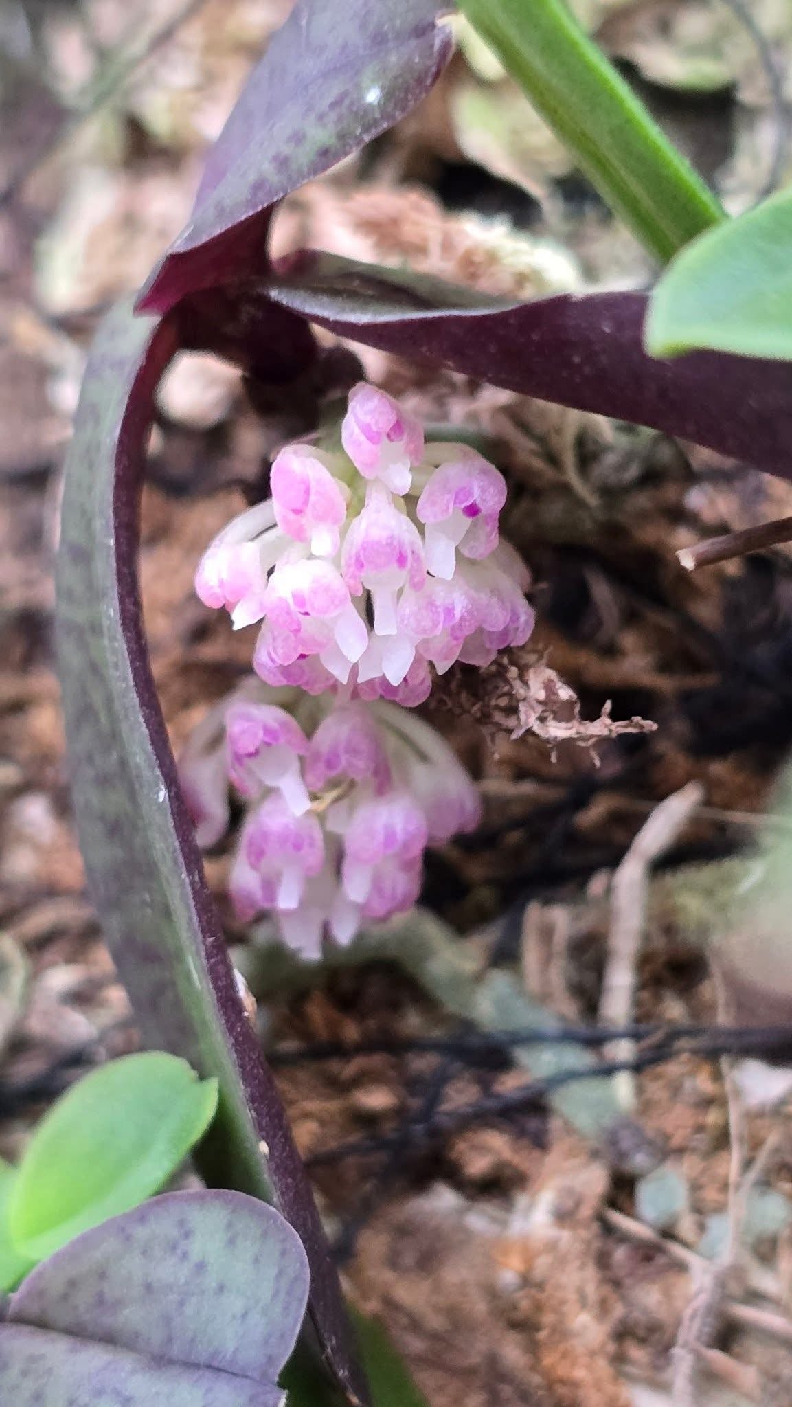 Schoenorchis endenii