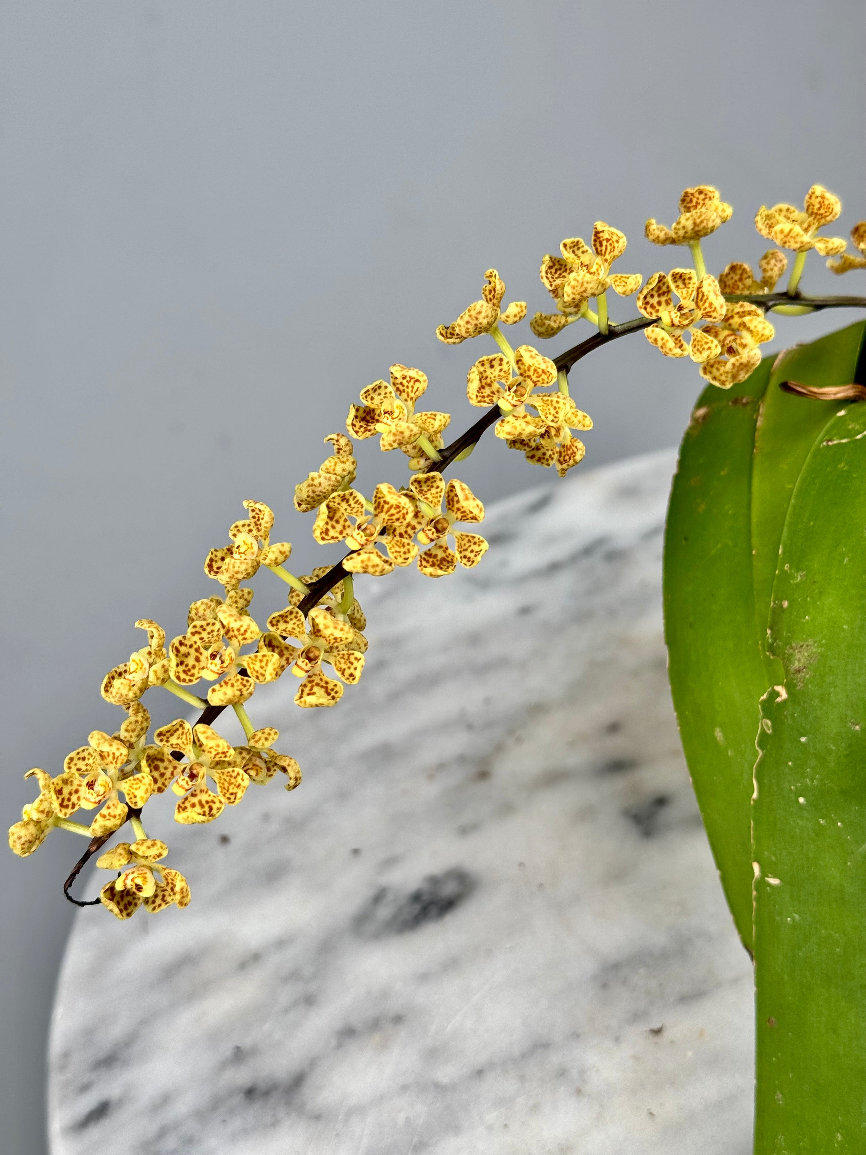 Rhinerrhizopsis moorei