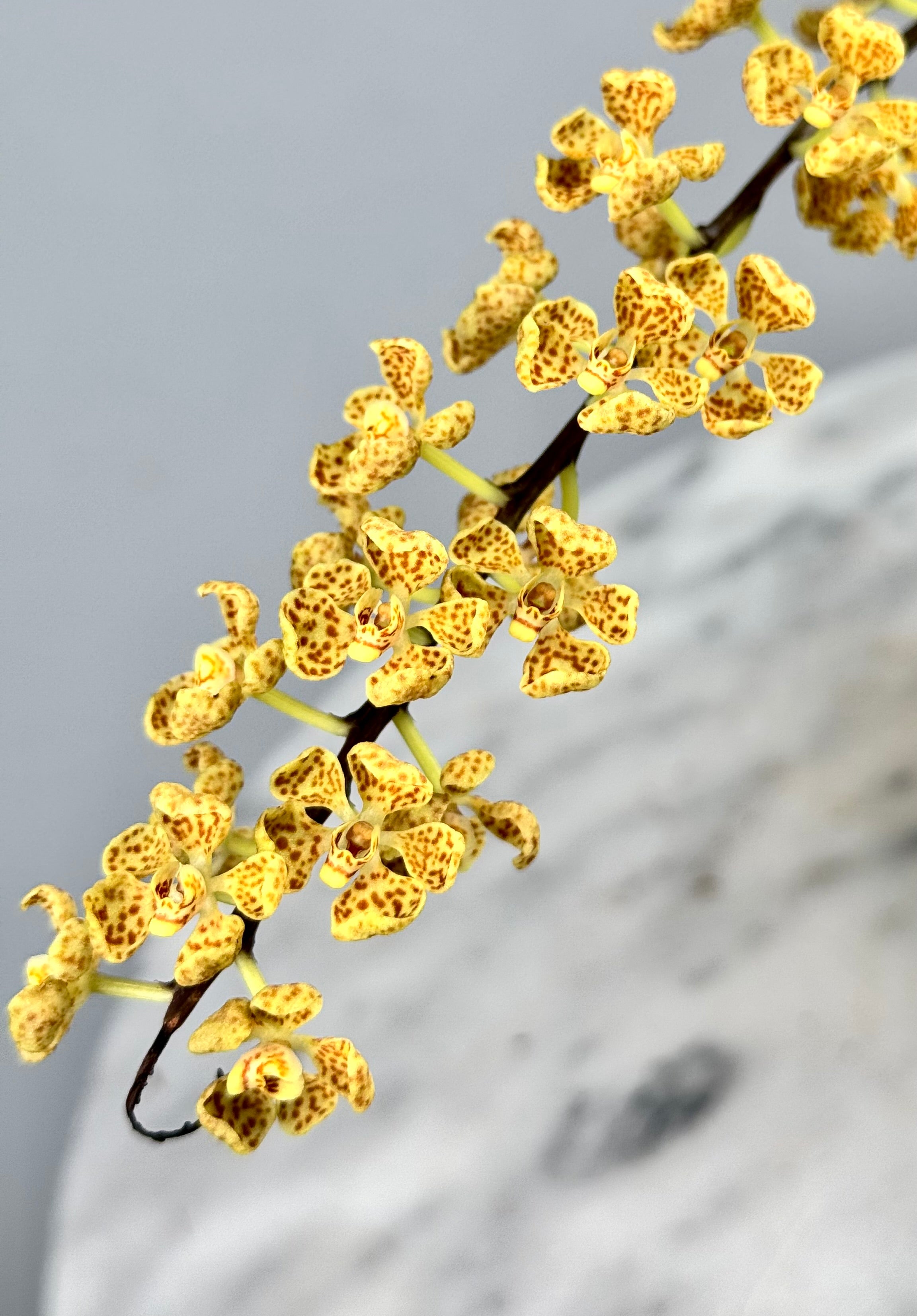 Rhinerrhizopsis moorei