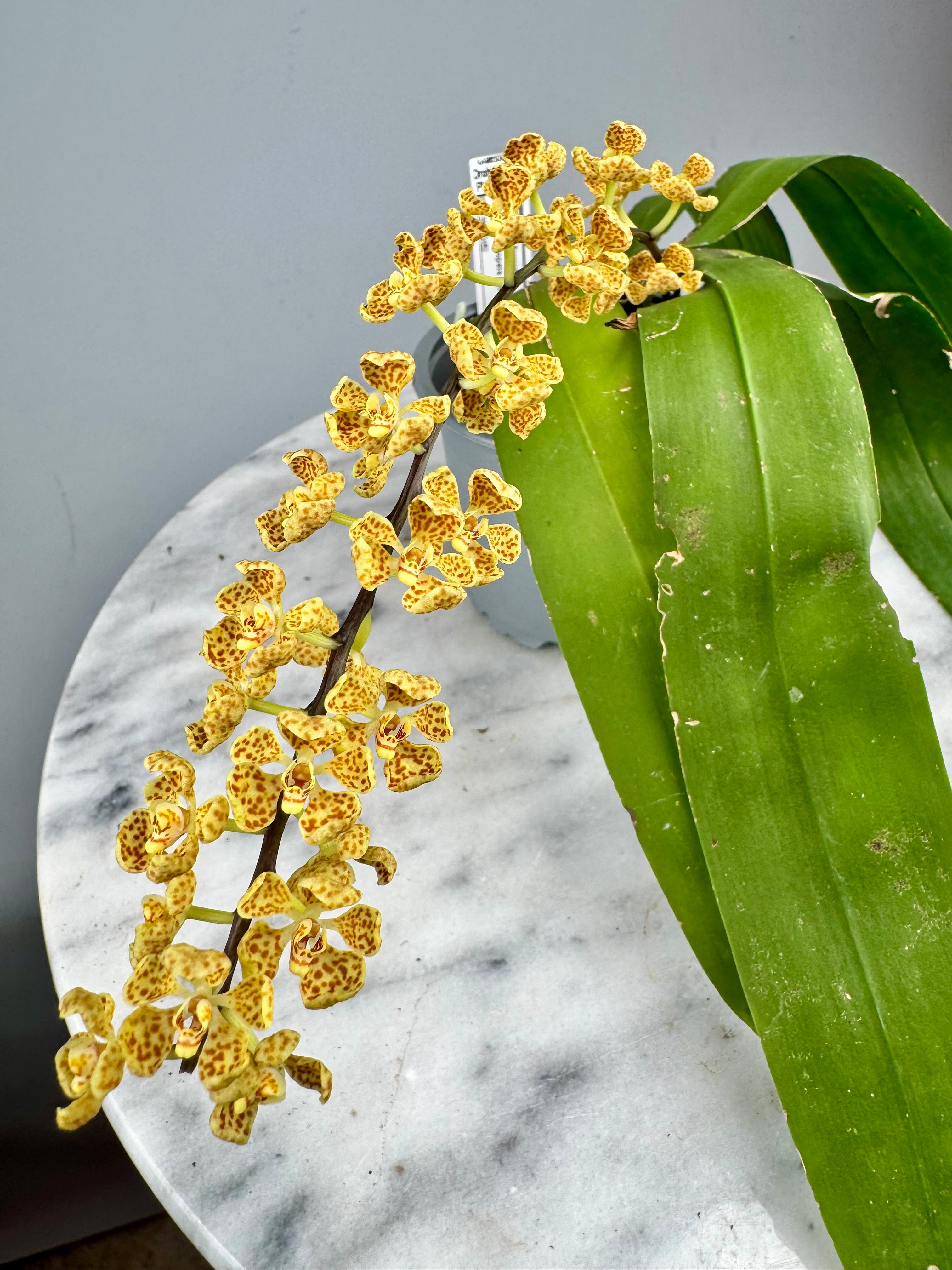 Rhinerrhizopsis moorei