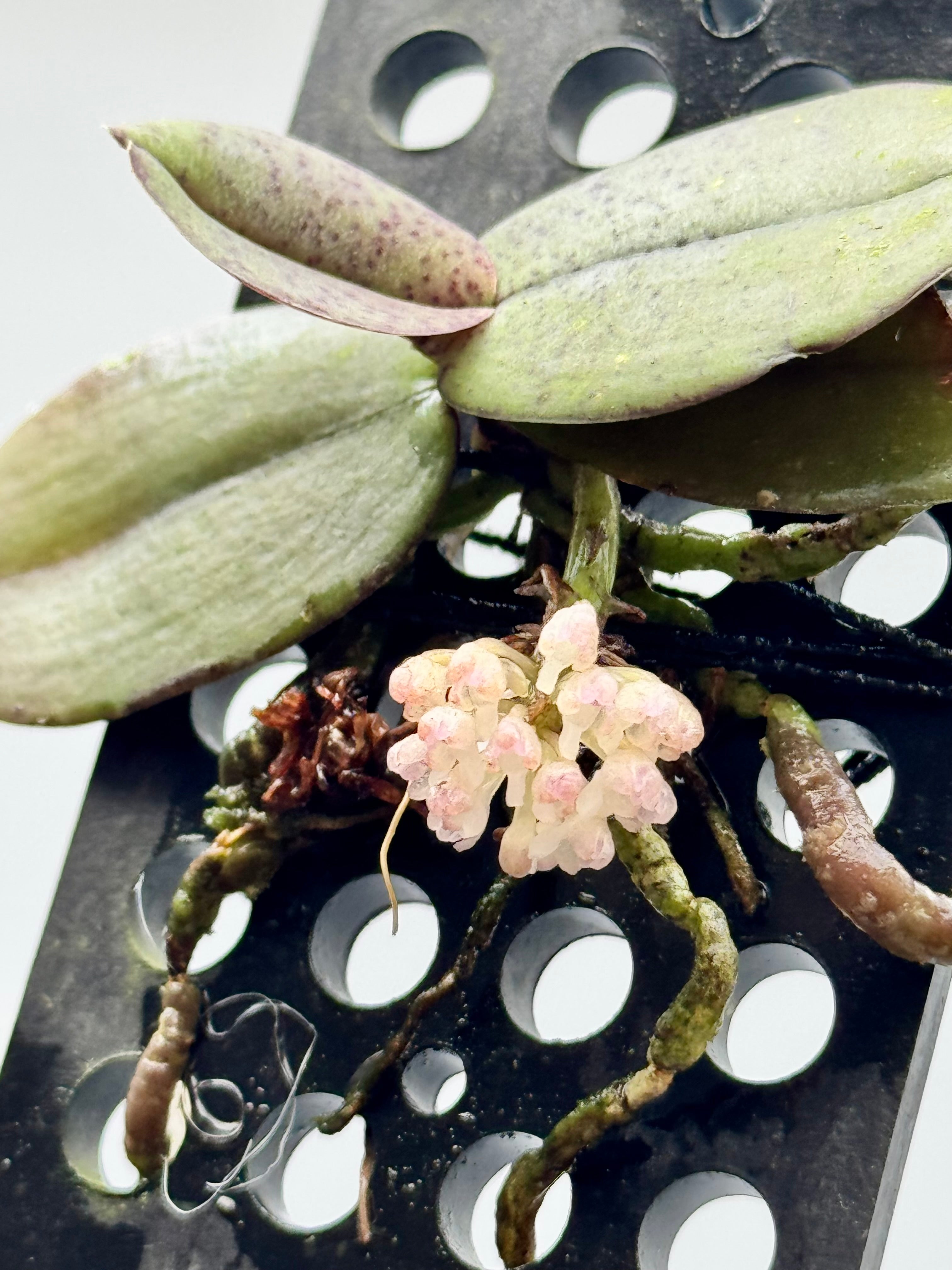 Schoenorchis endenii