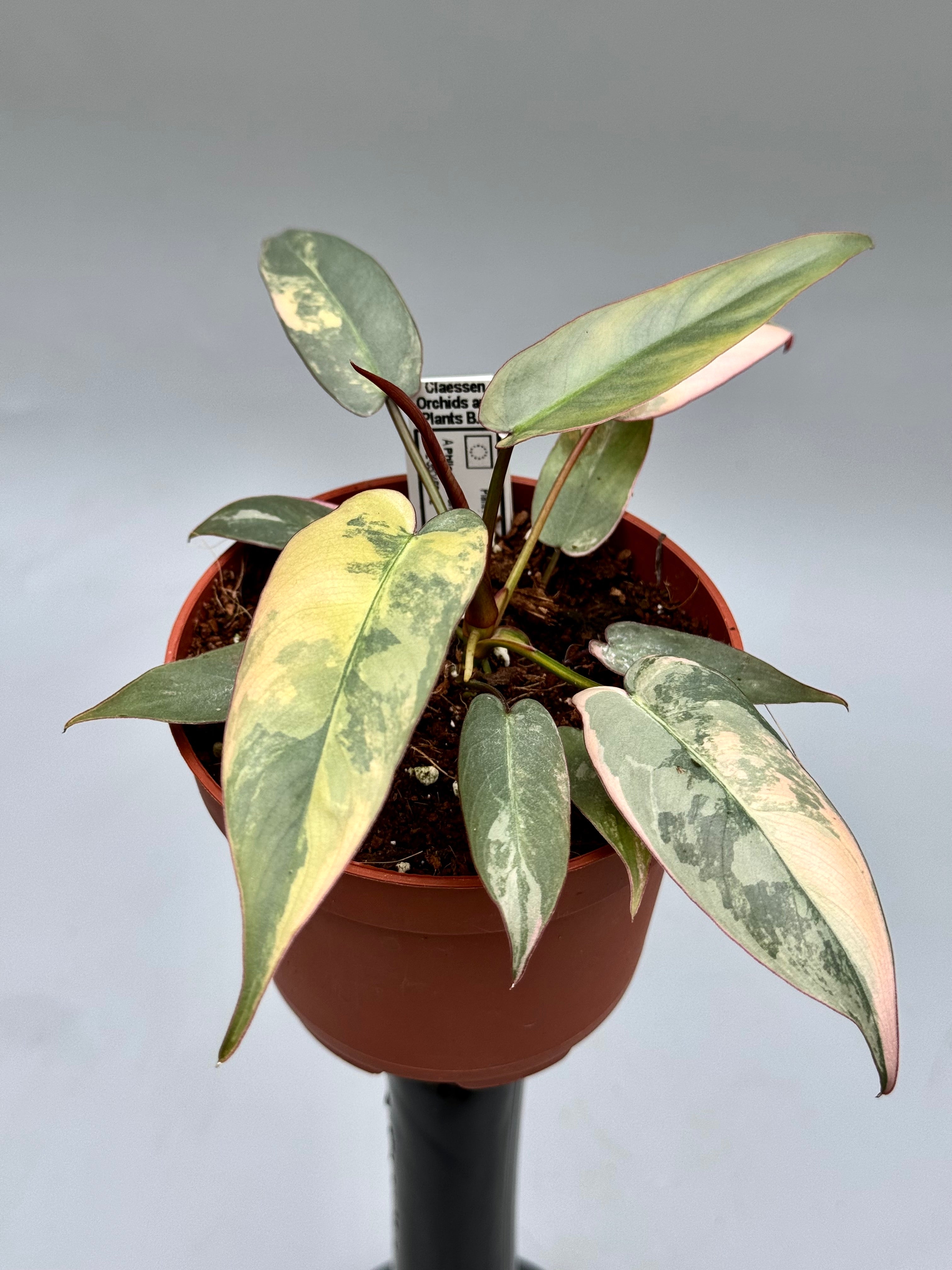 Philodendron atabapoense variegata