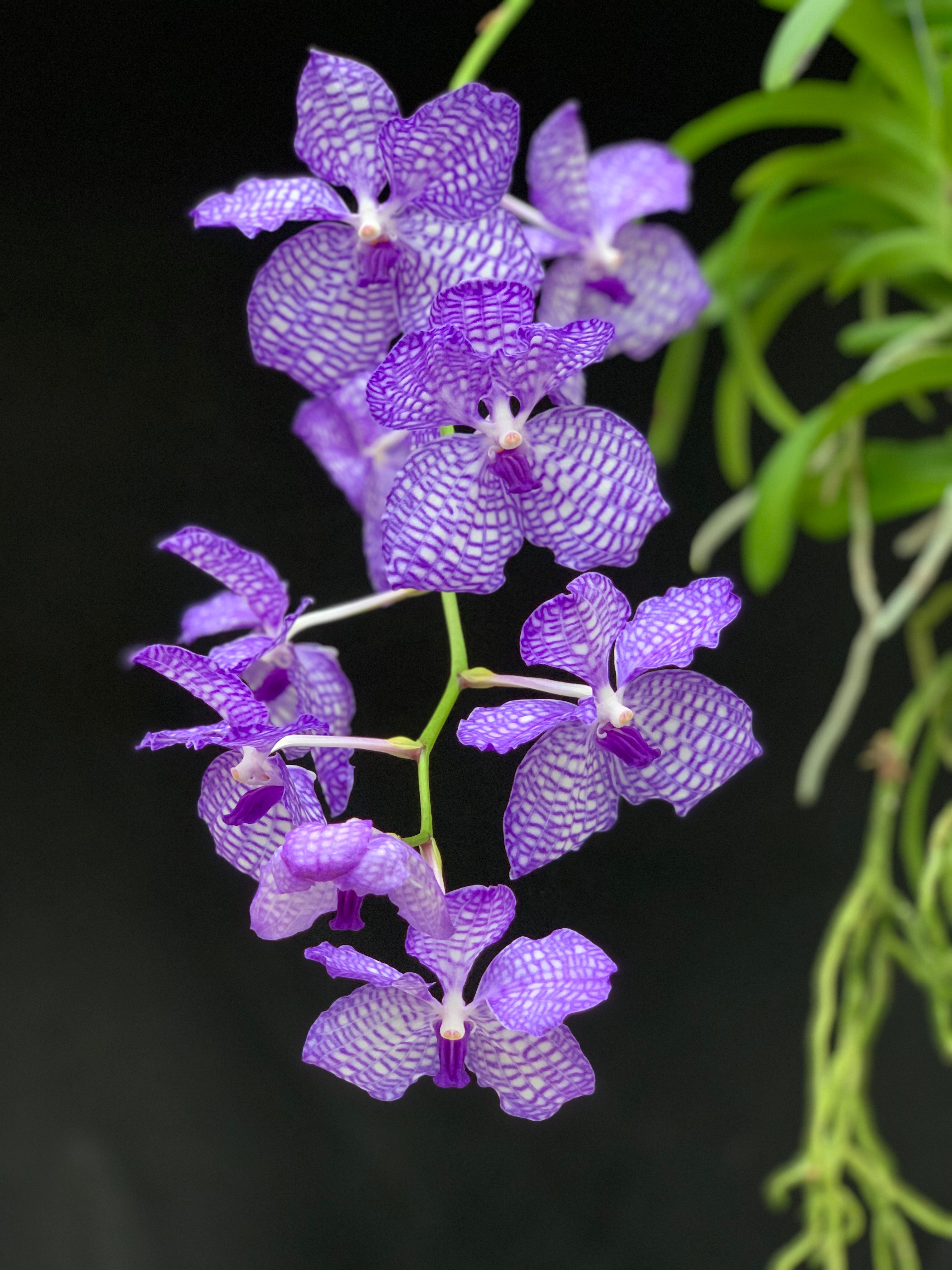 Vanda coerulea