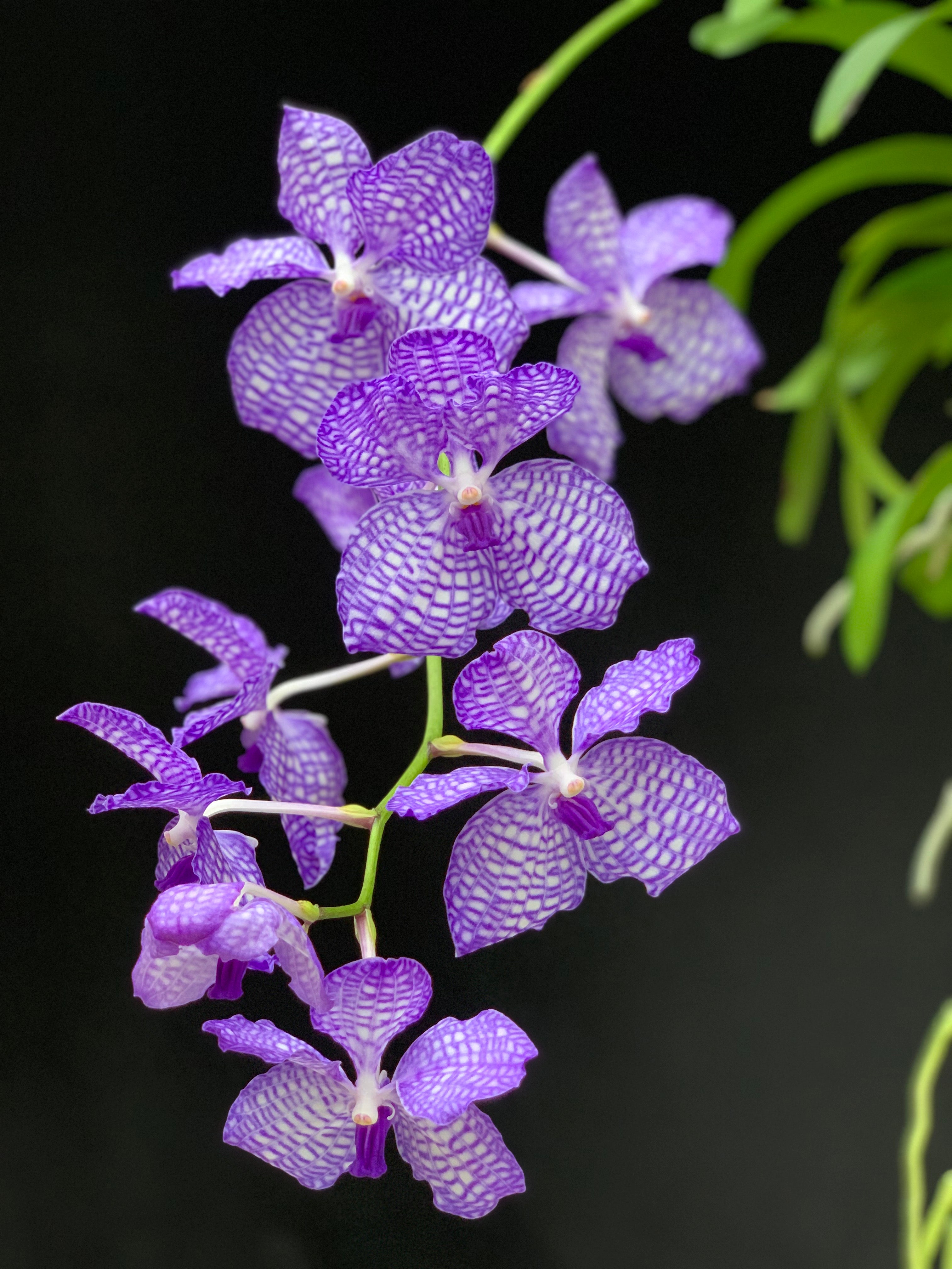 Vanda coerulea