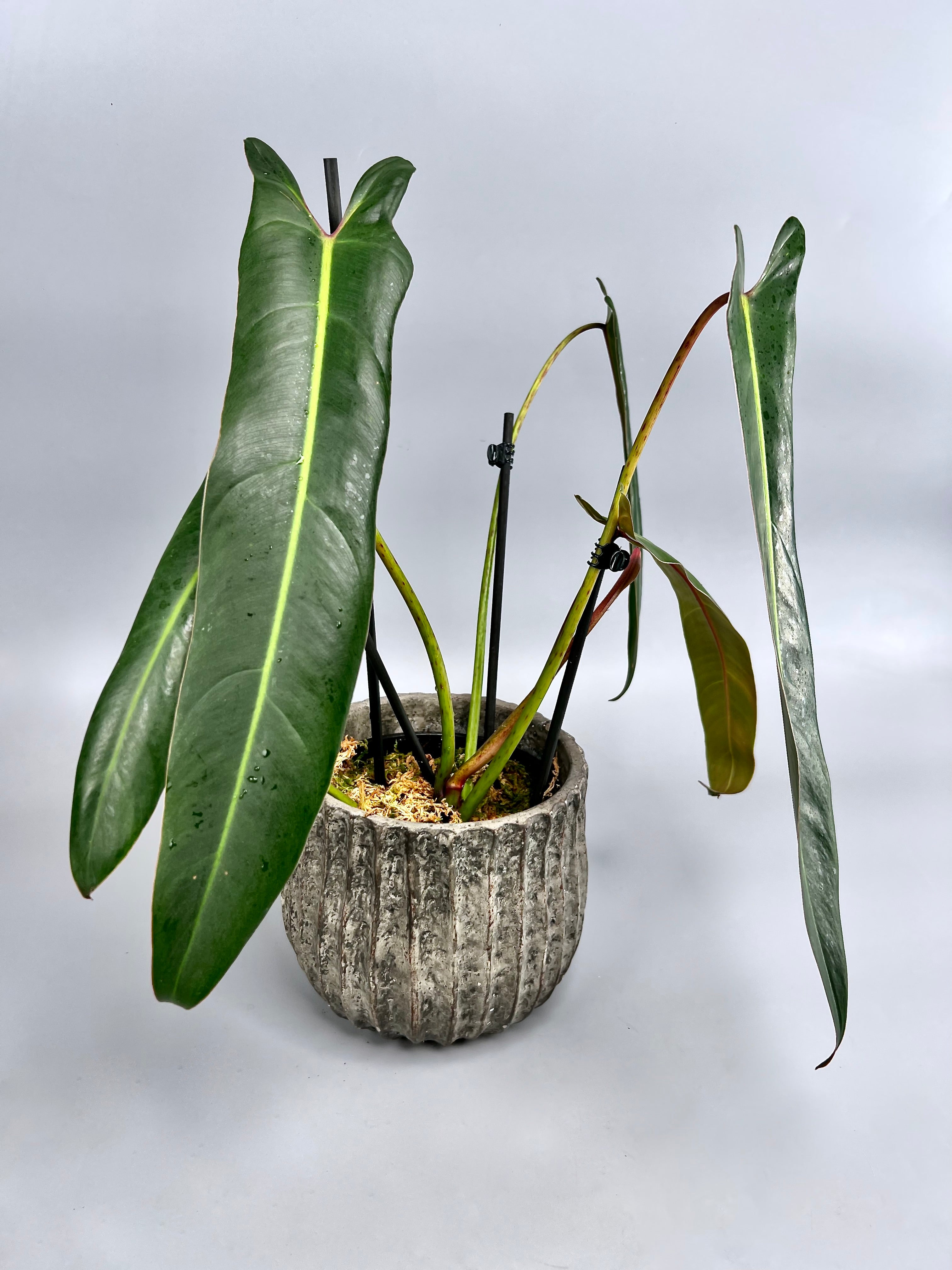 Philodendron spiritus sancti (Big Plant) Leaves 35 cm