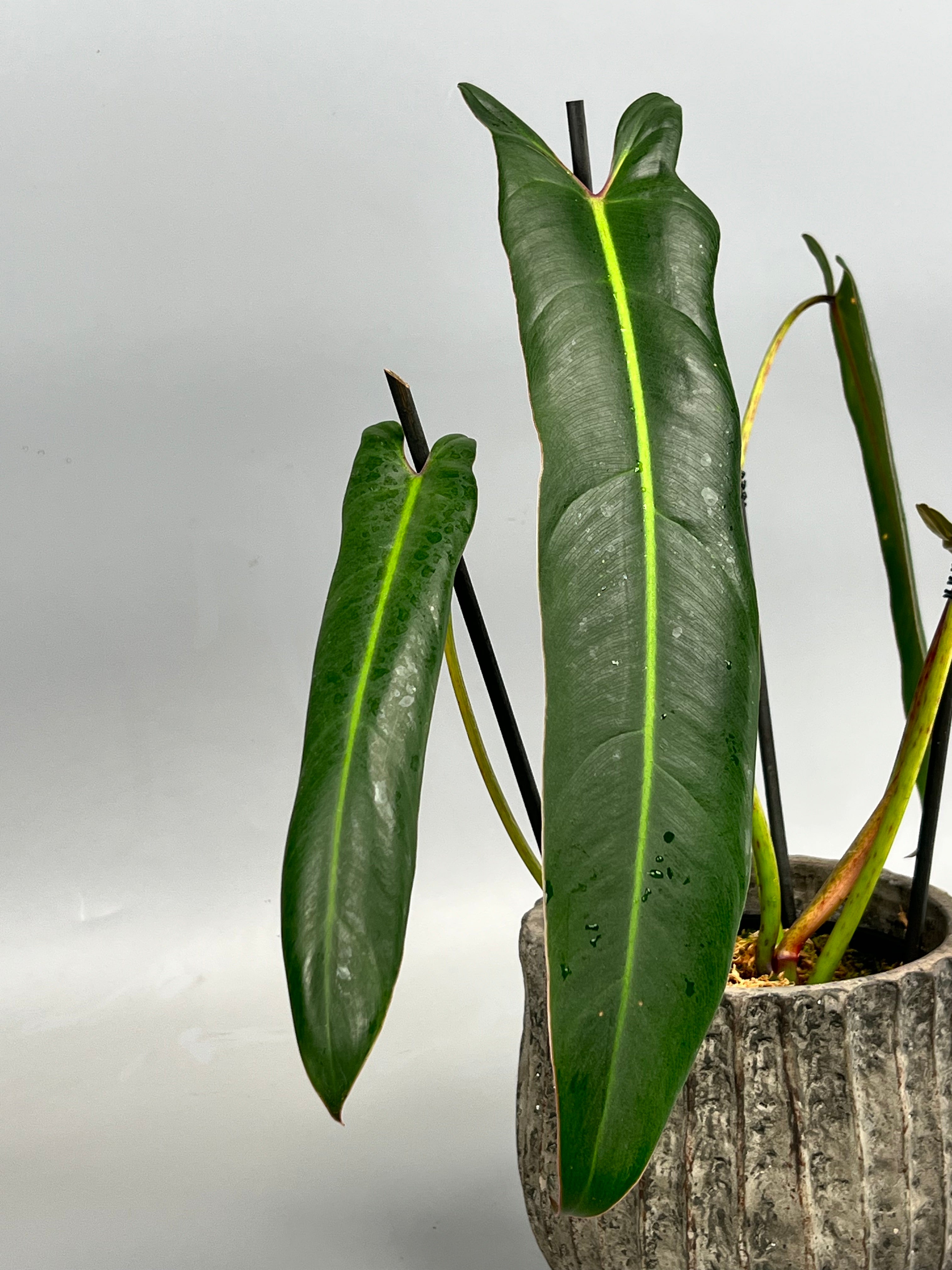 Philodendron spiritus sancti (Big Plant) Leaves 35 cm