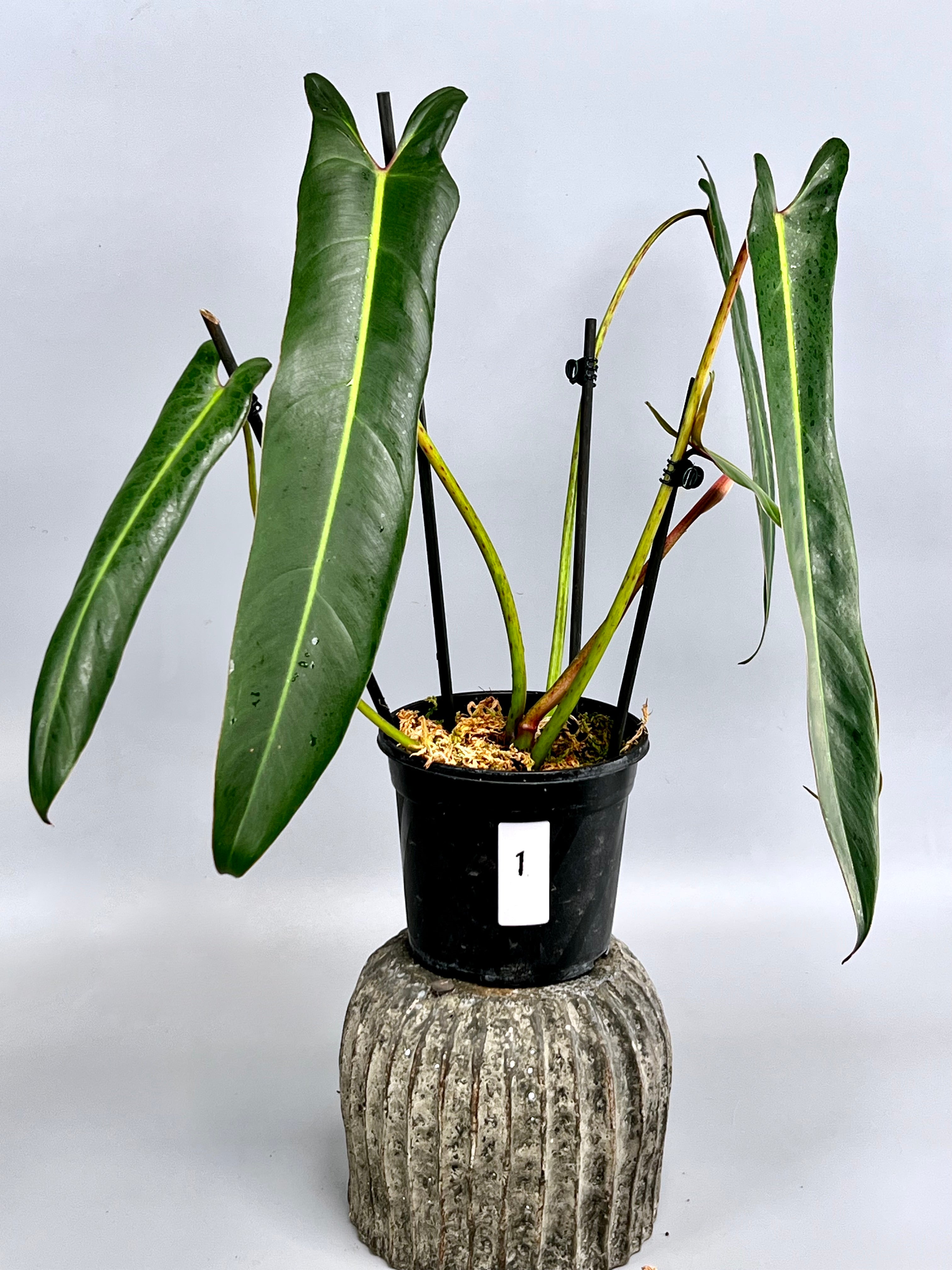 Philodendron spiritus sancti (Big Plant) Leaves 40 cm