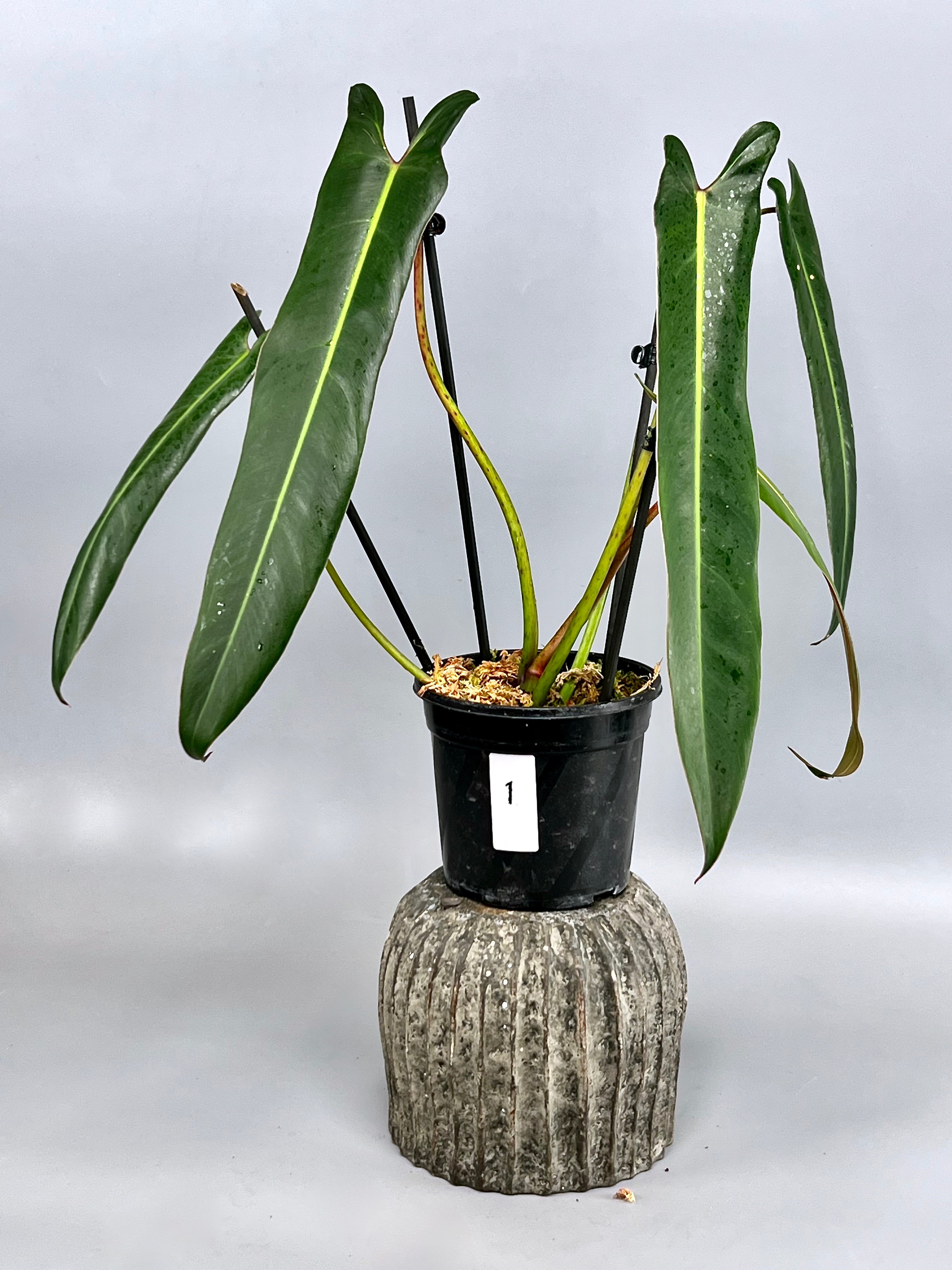 Philodendron spiritus sancti (XXL Big Plant) Leaves 40 cm