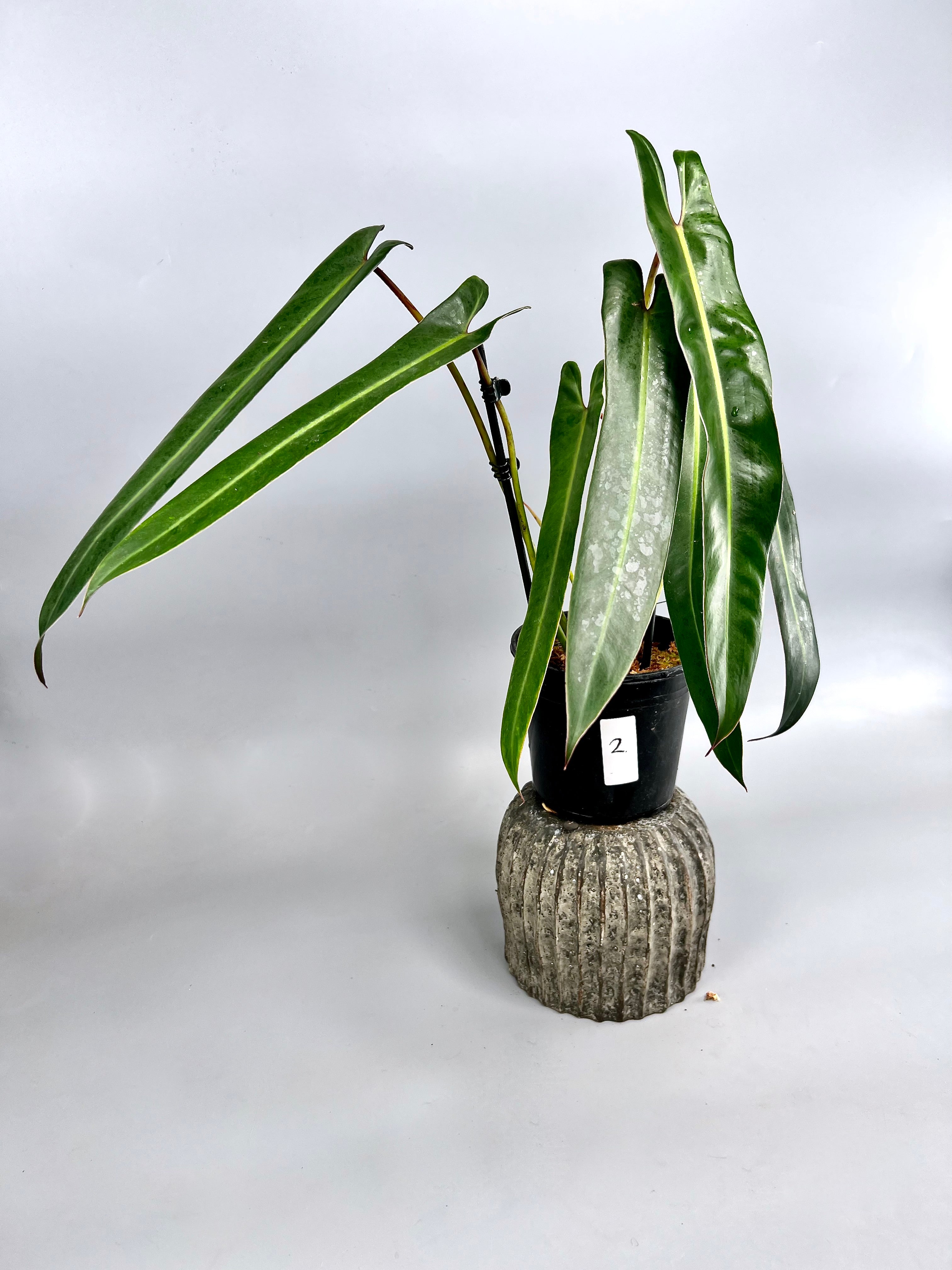 Philodendron spiritus sancti (Groß pflanze) Blätter 35/40 cm Blätter (+ viele Blätter)