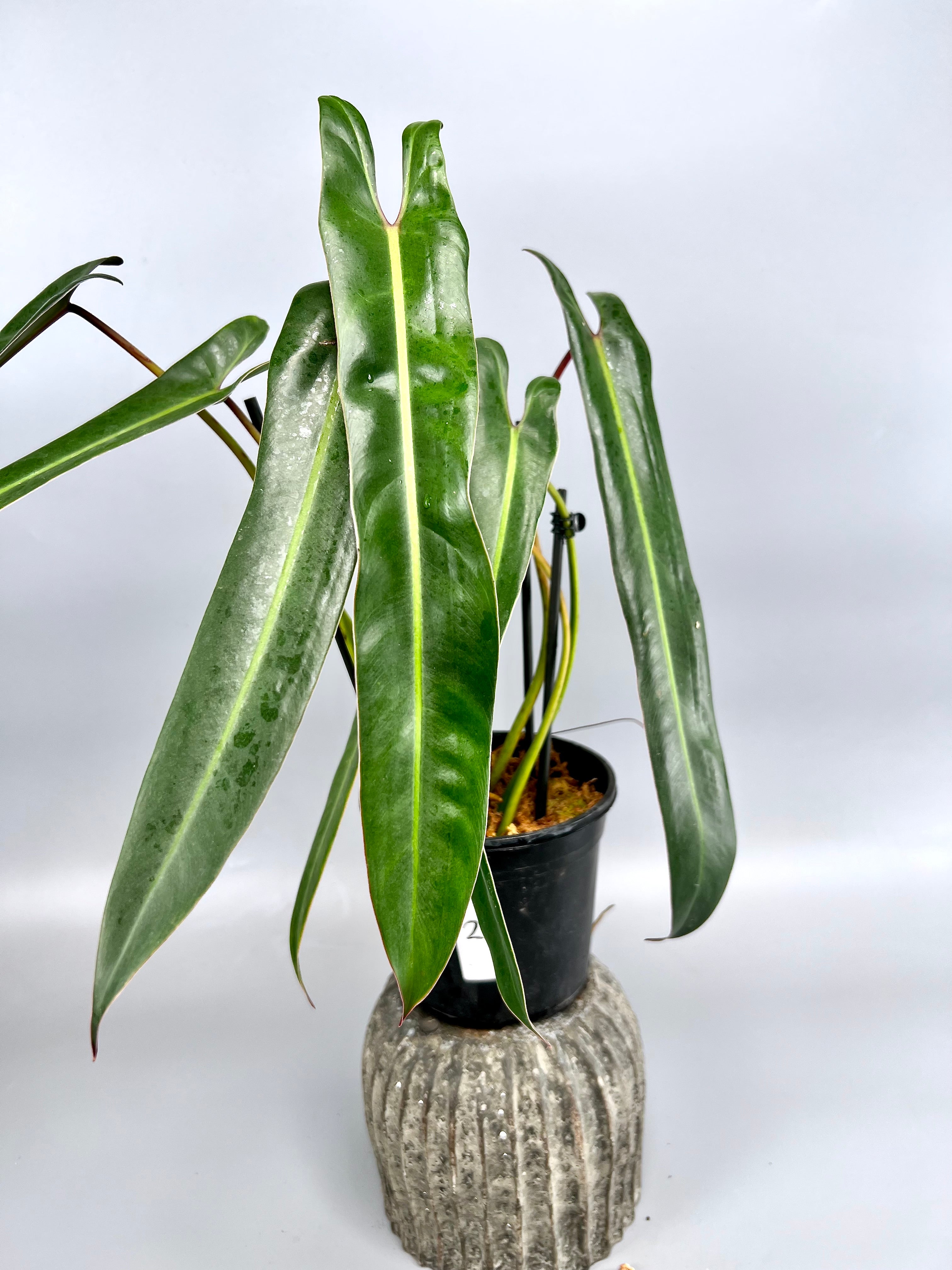 Philodendron spiritus sancti (Groß pflanze) Blätter 35/40 cm Blätter (+ viele Blätter)