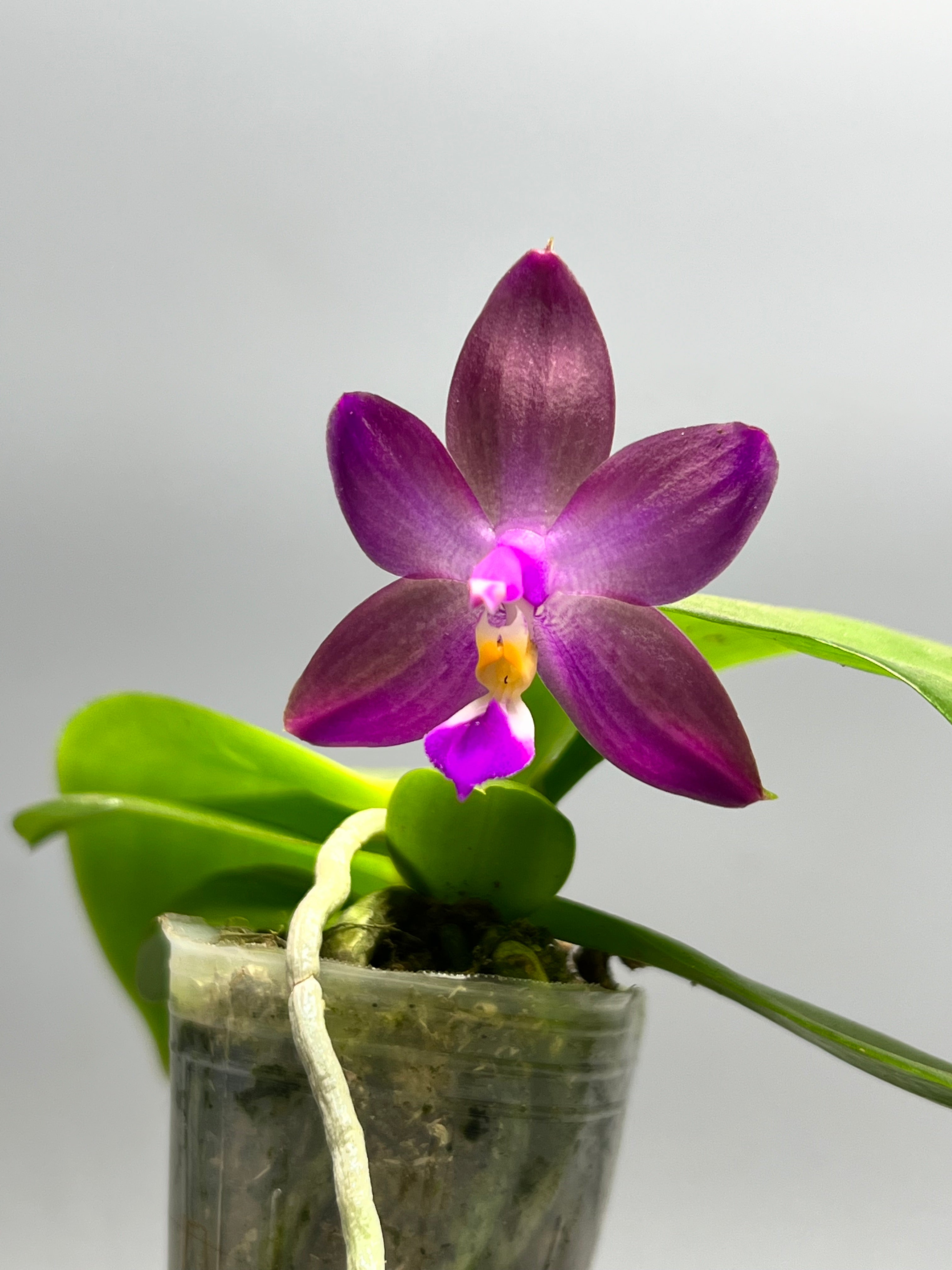 Phalaenopsis Yaphon Rich Woman x Violacea Indigo