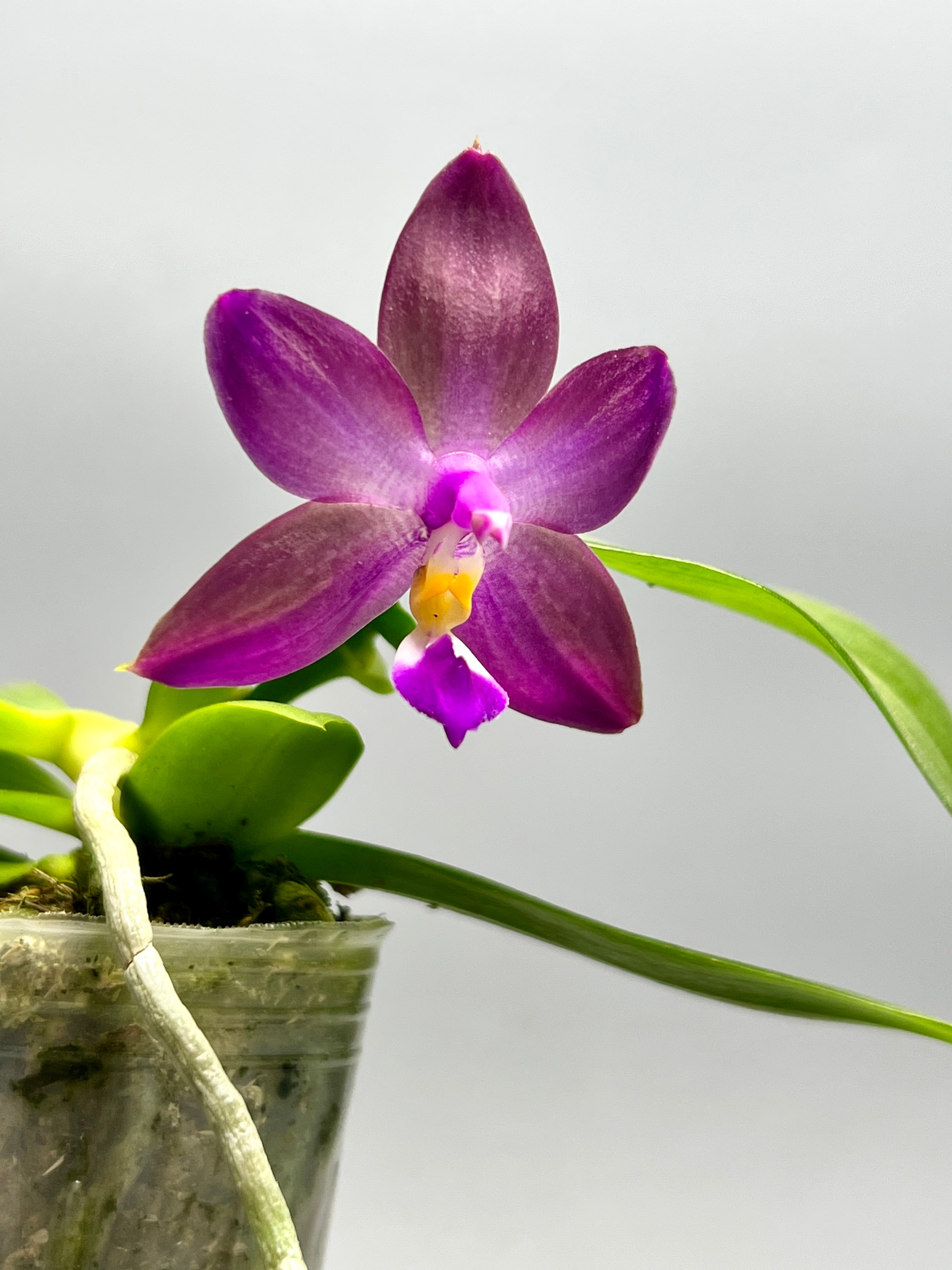 Phalaenopsis Yaphon Rich Woman x Violacea Indigo
