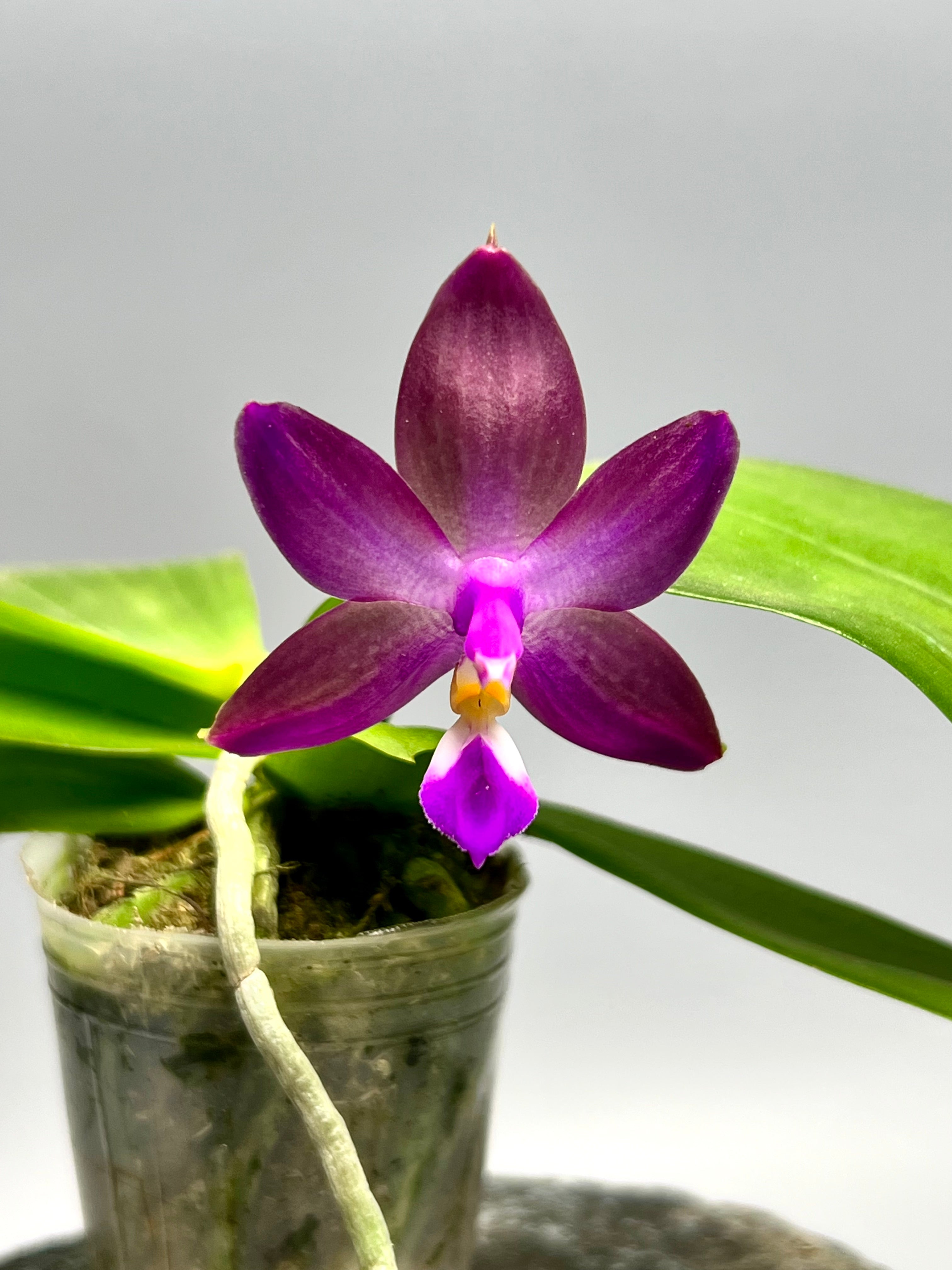 Phalaenopsis Yaphon Rich Woman x Violacea Indigo