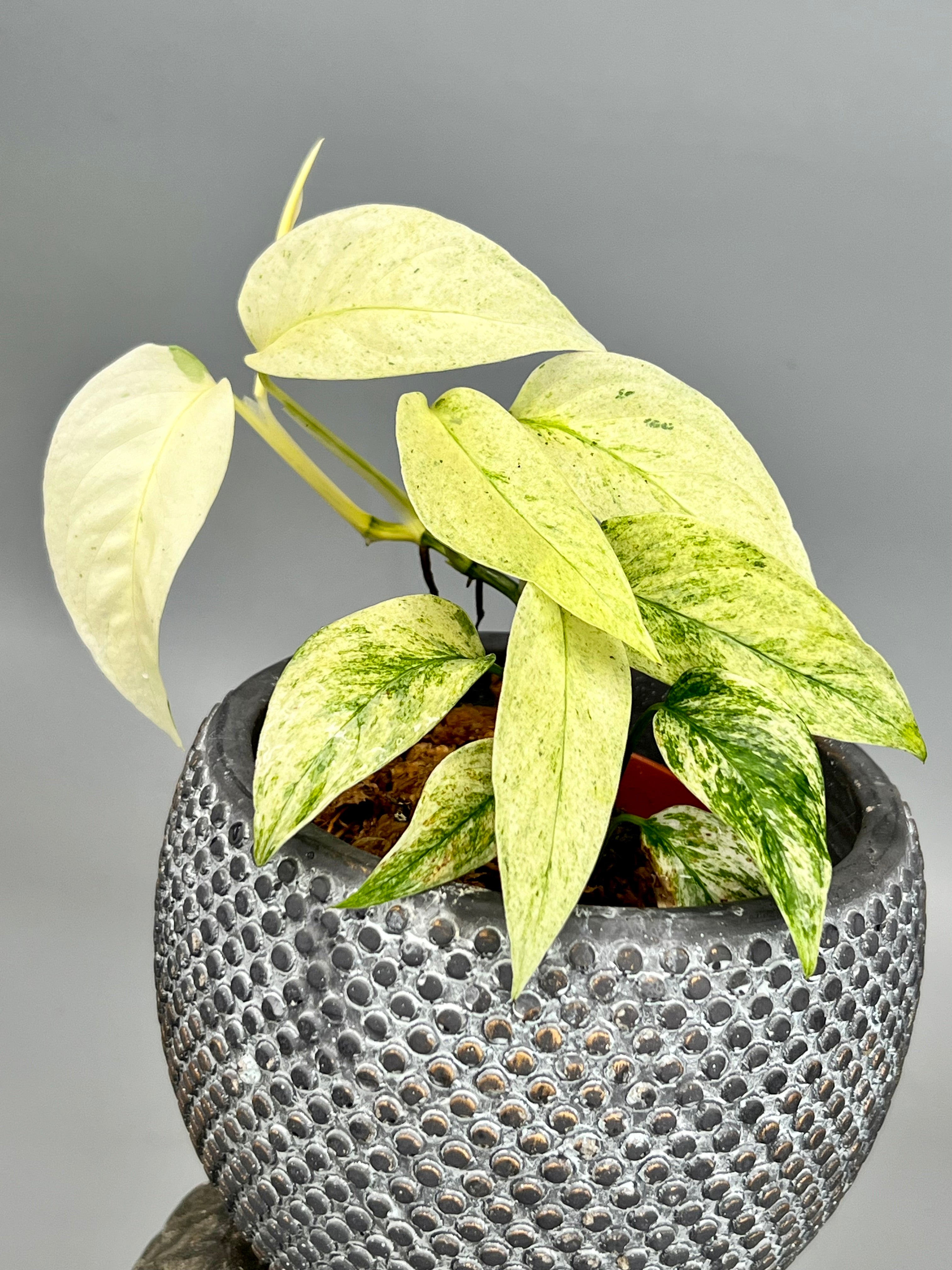 Monstera laniata variegata mint