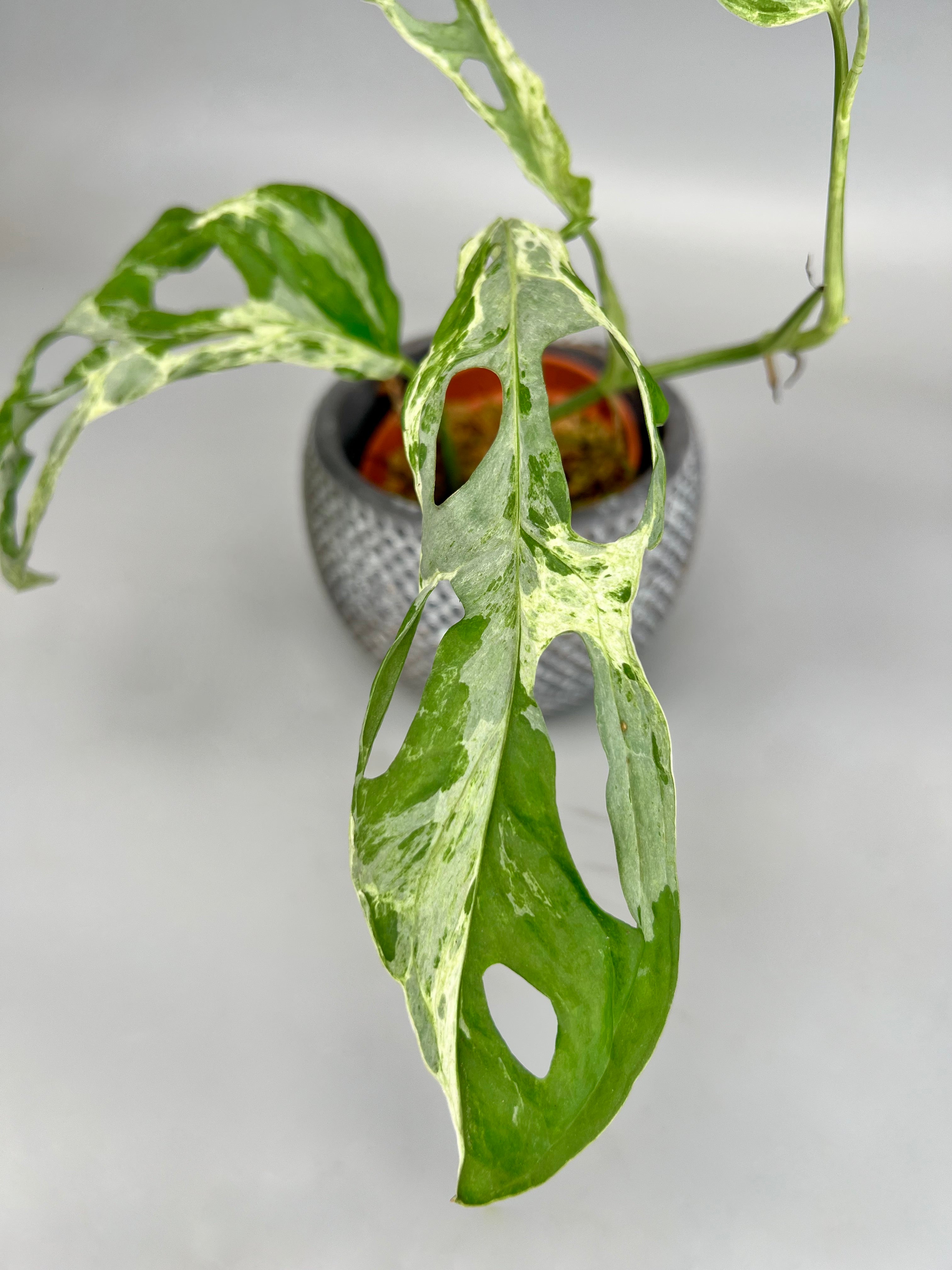Monstera adansonii 'Indonesian Marble' (1 Leaf Cutting)