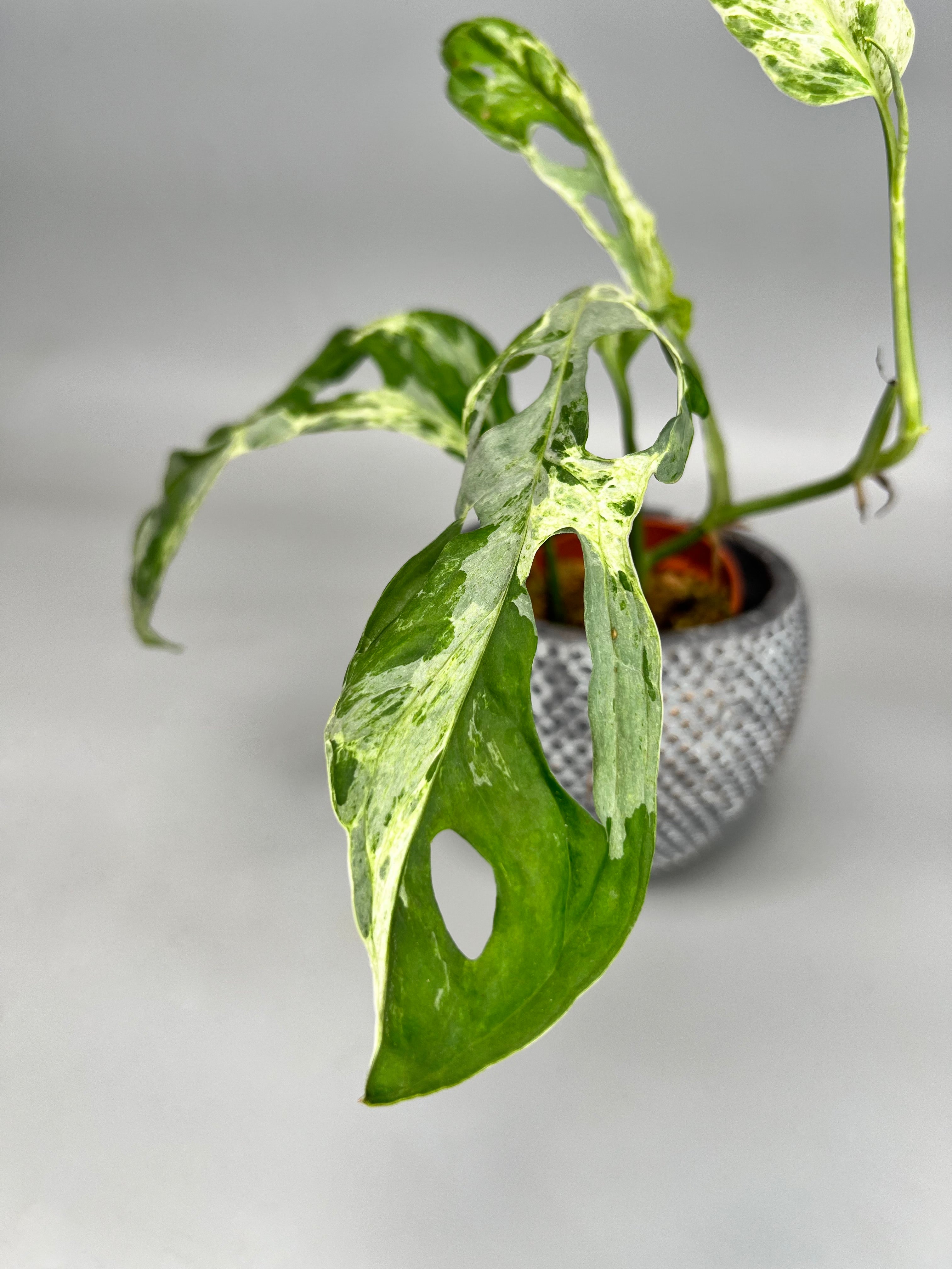 Monstera adansonii 'Indonesian Marble' (1 Leaf Cutting)
