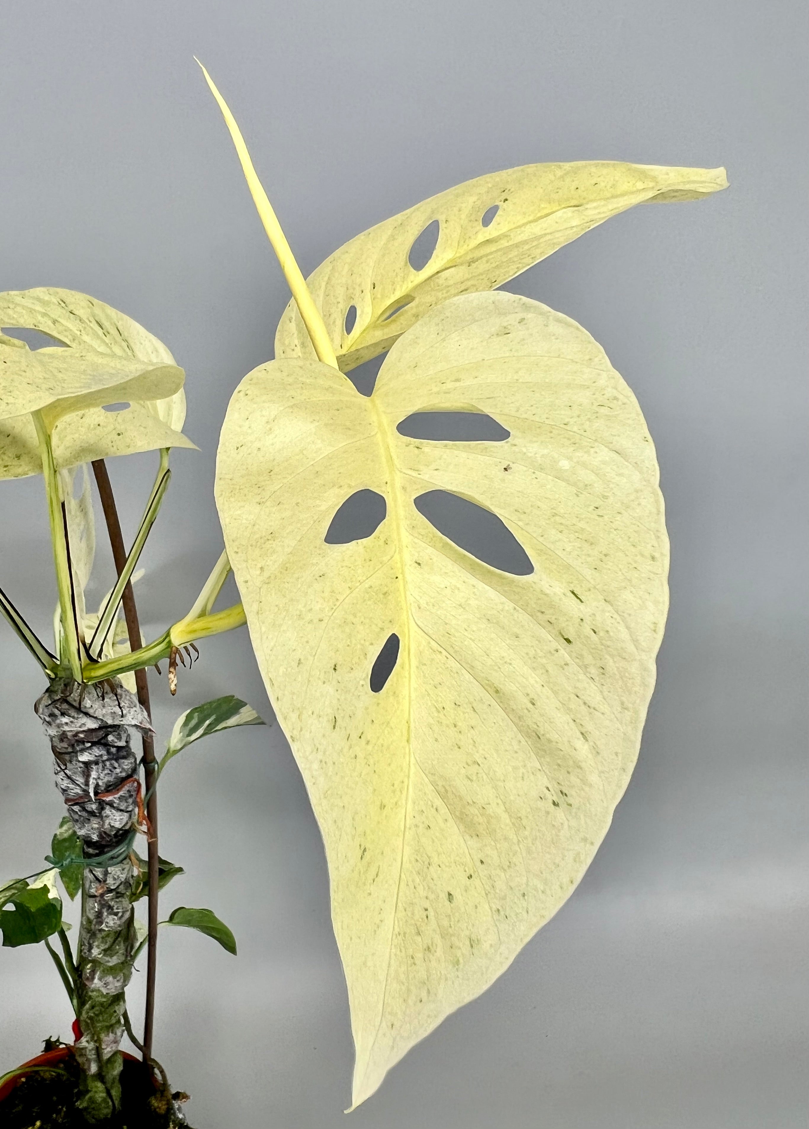 Monstera laniata variegata mint