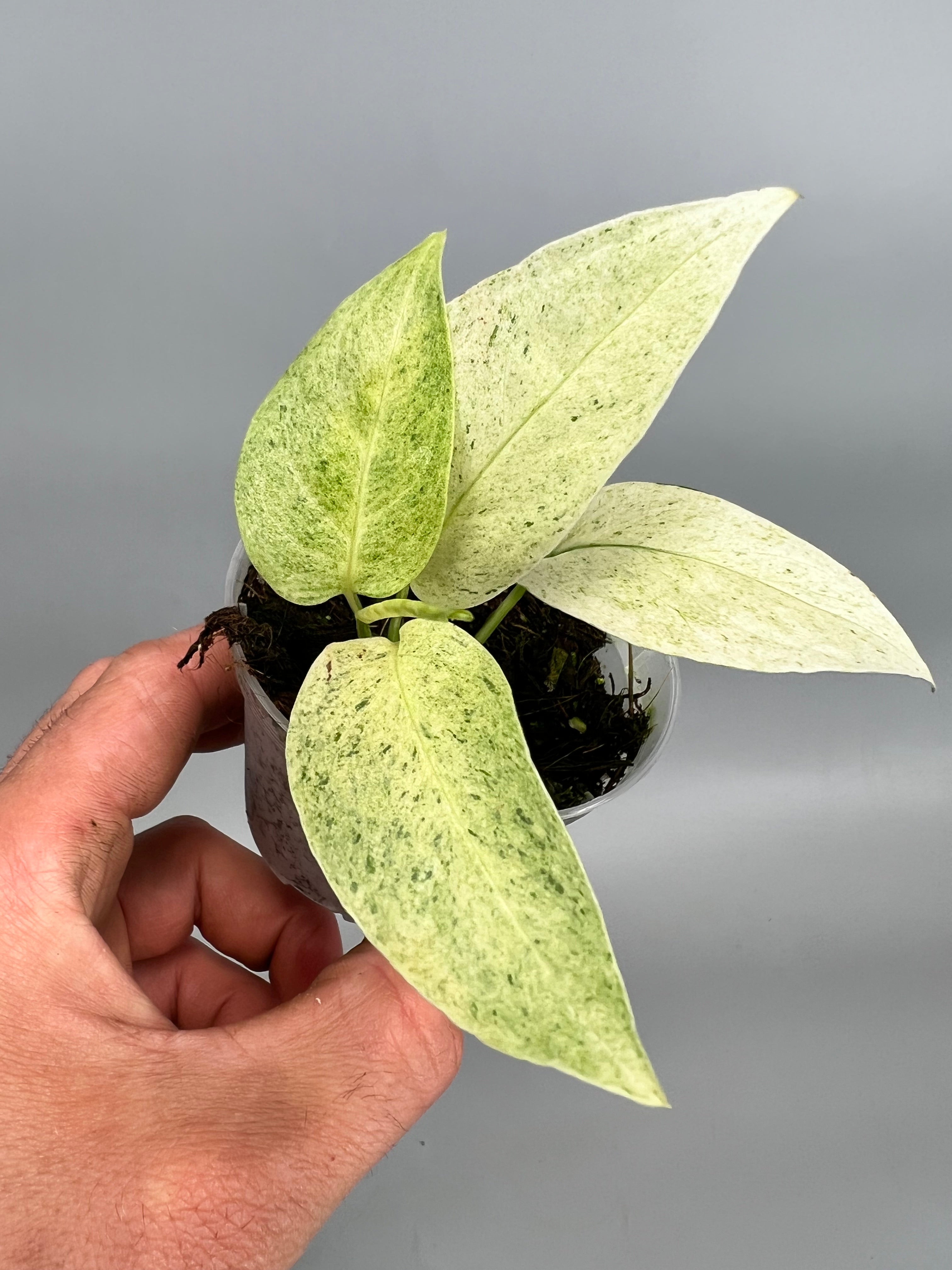 Monstera laniata variegata mint